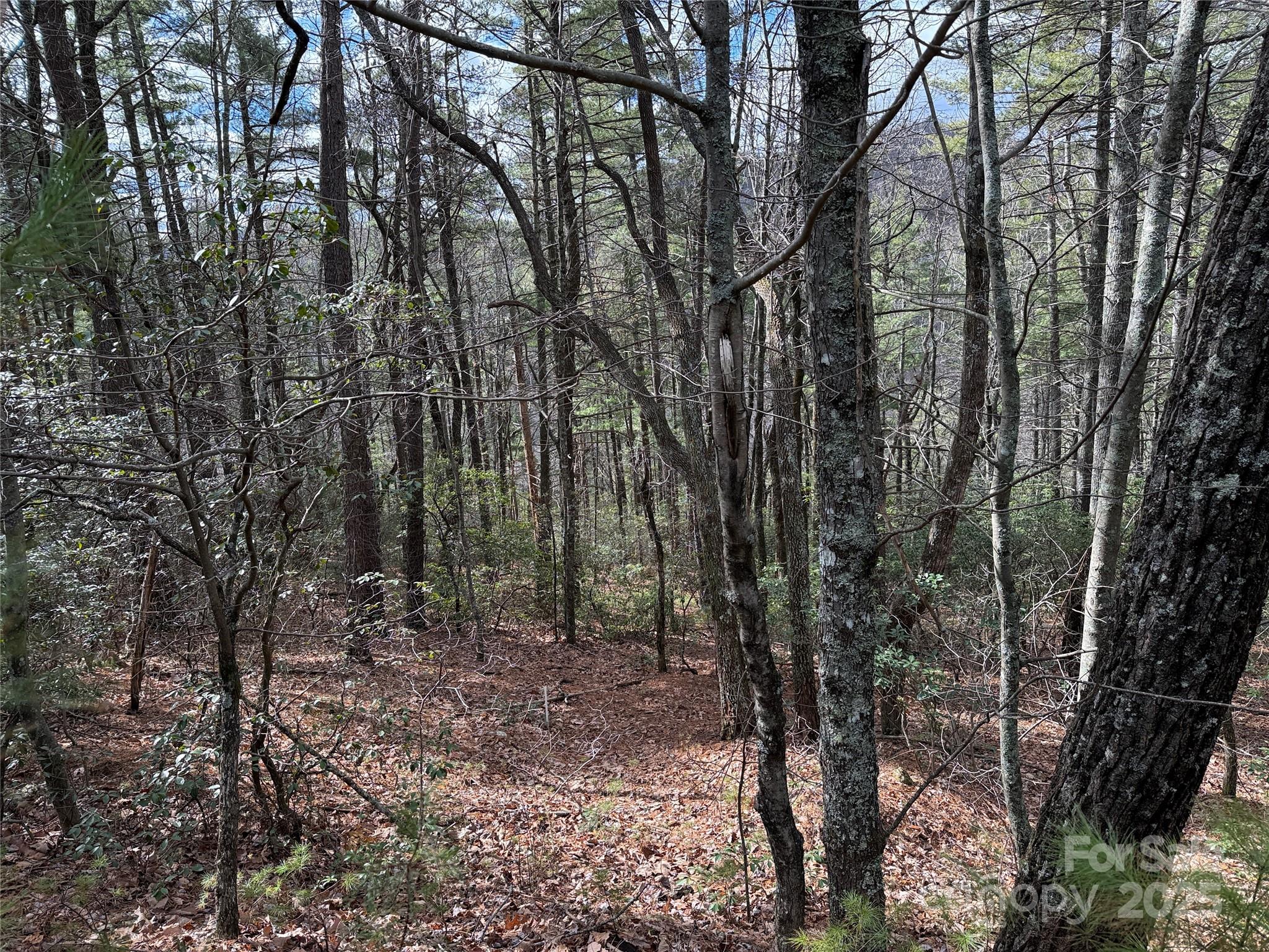 Buck Mountain - Land