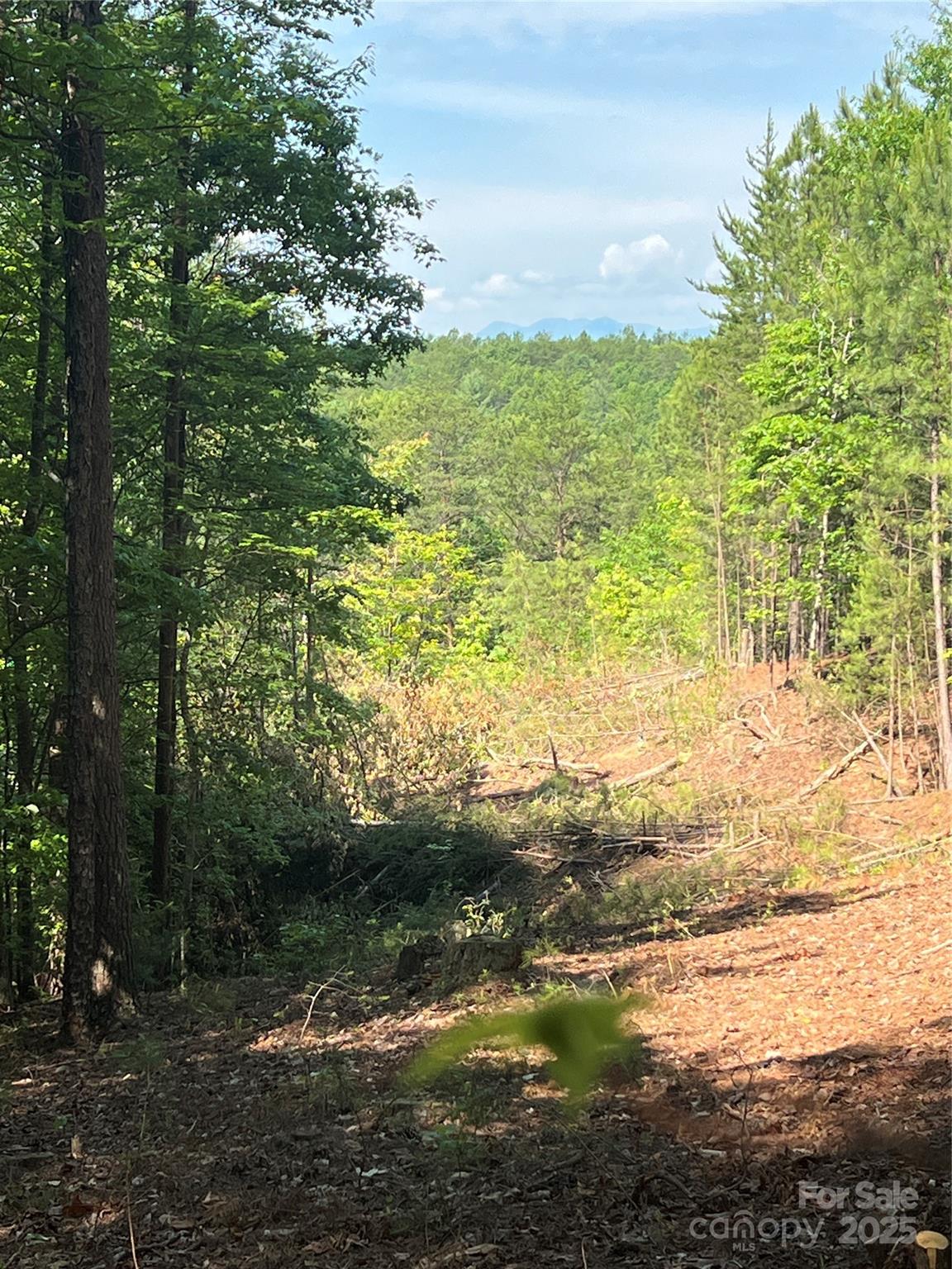 Pisgah Preserve - Land