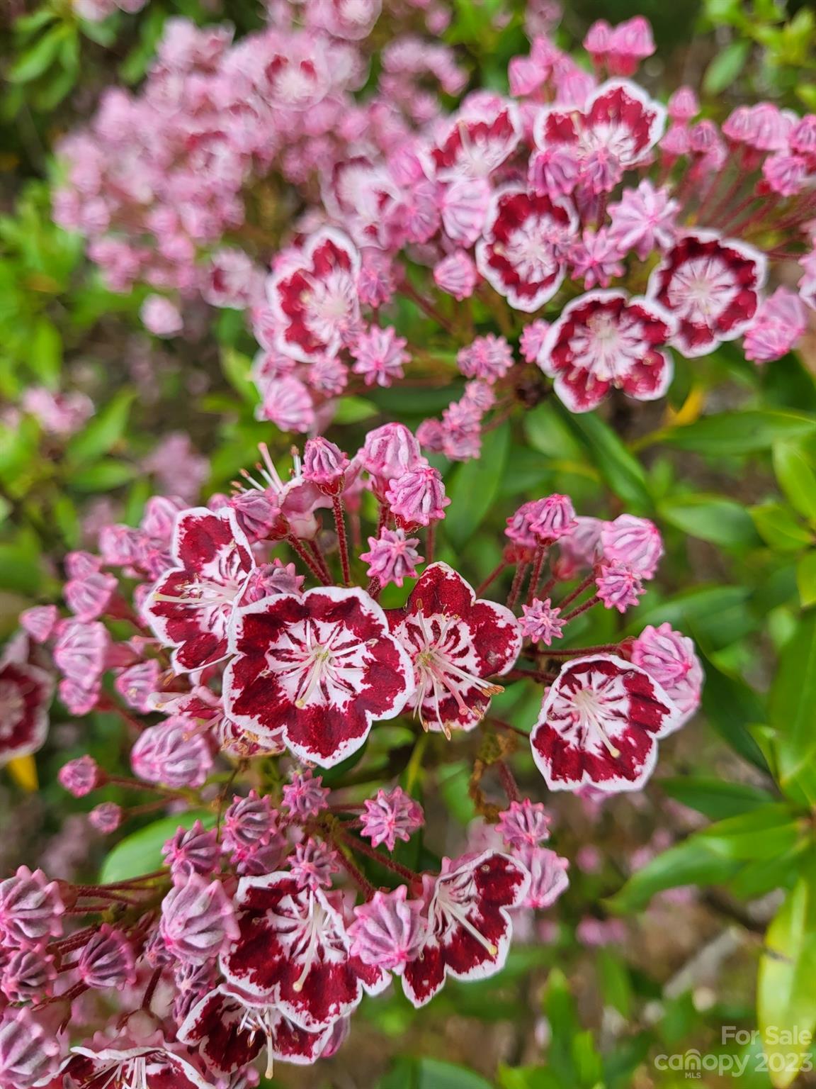 Twin Oaks Estate - Residential