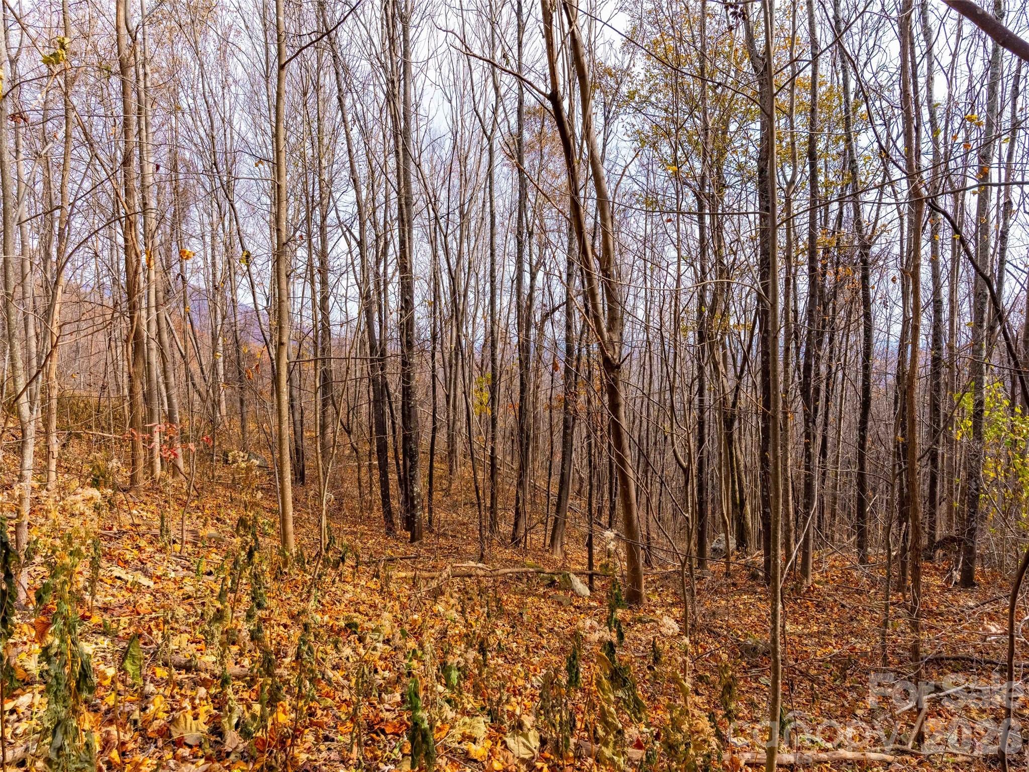 Brights Creek - Land