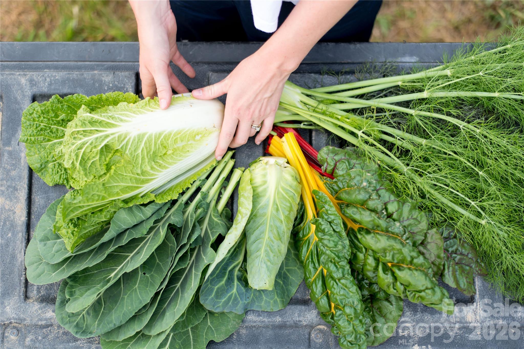 Olivette - Residential