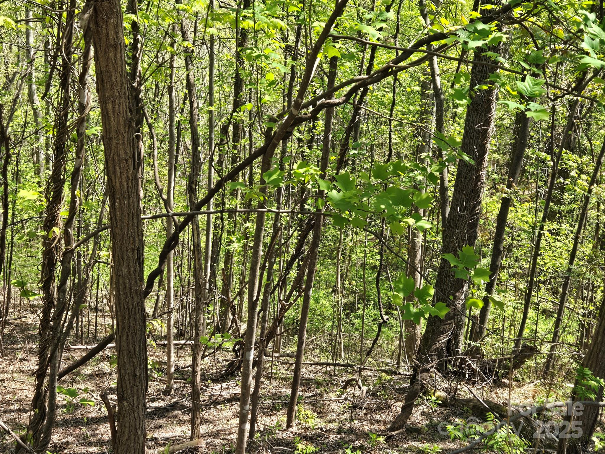 Rumbling Bald on Lake Lure - Land