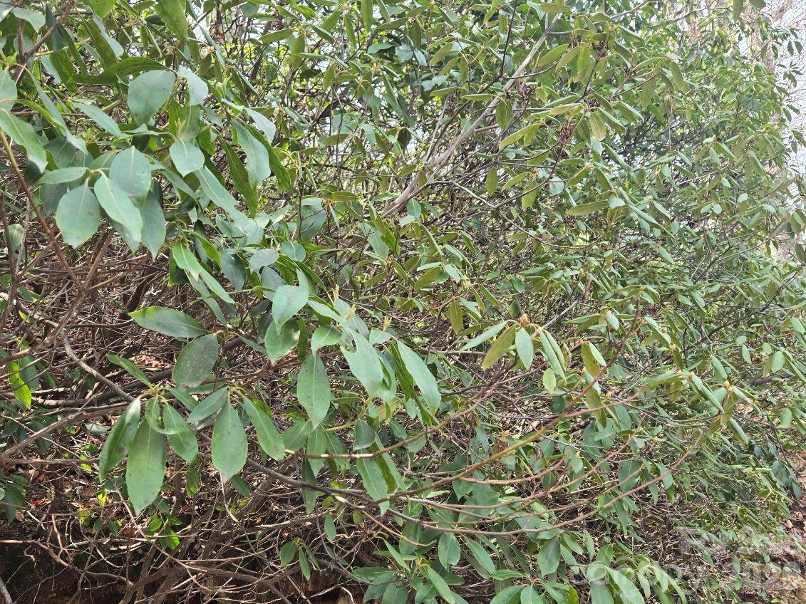 Riverbend at Lake Lure - Land
