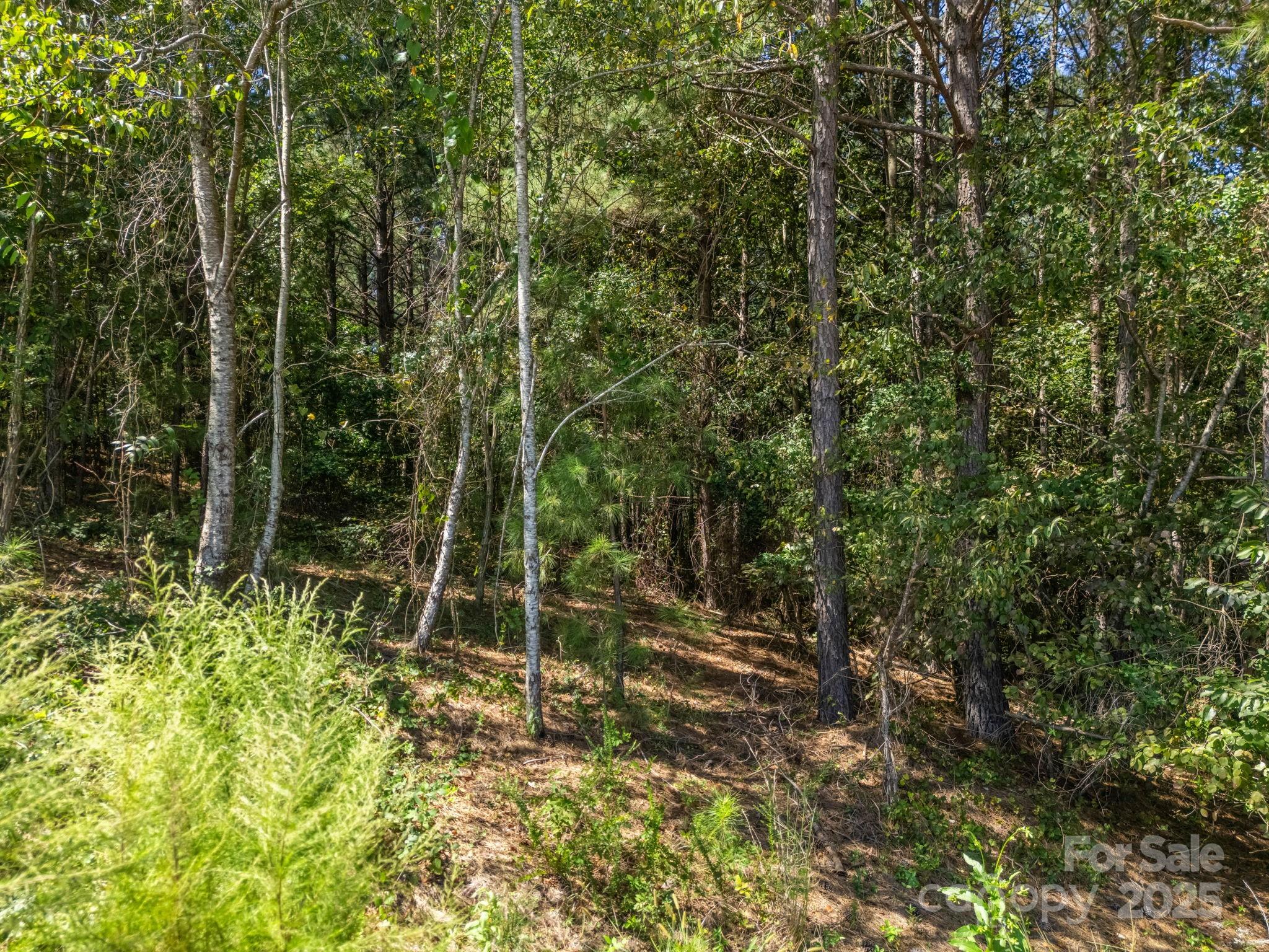 Moore Mountain Farms - Land