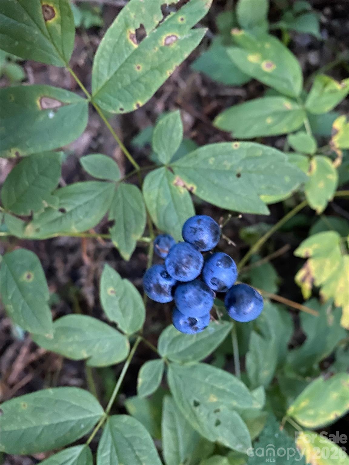 119 Wildflower Cove Drive