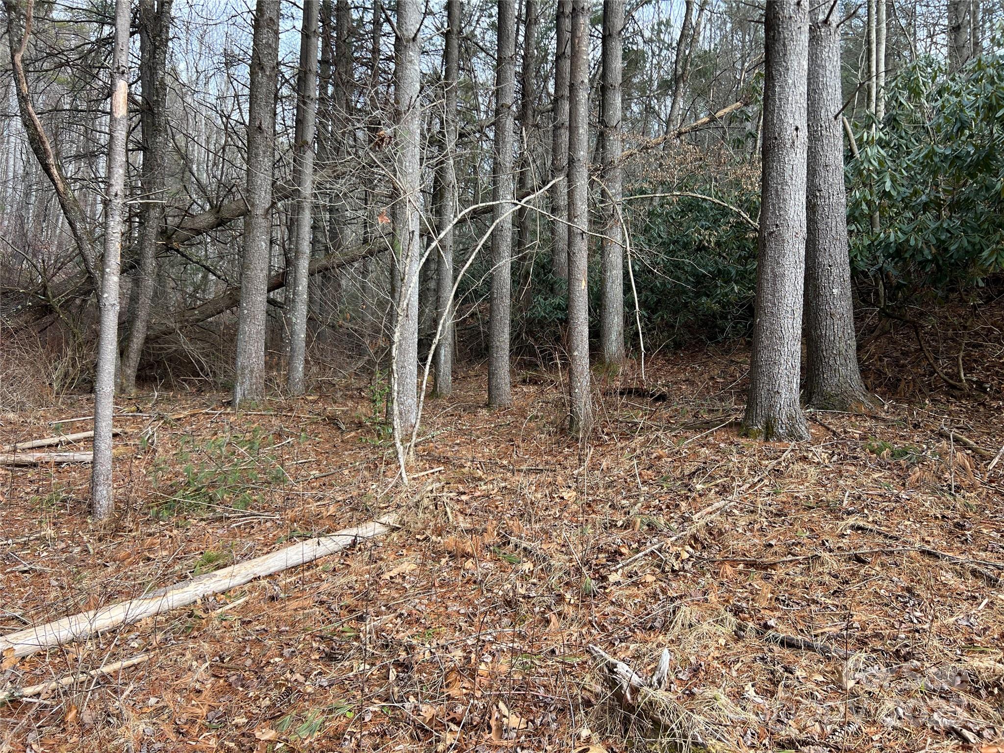 Evening Shadows - Land