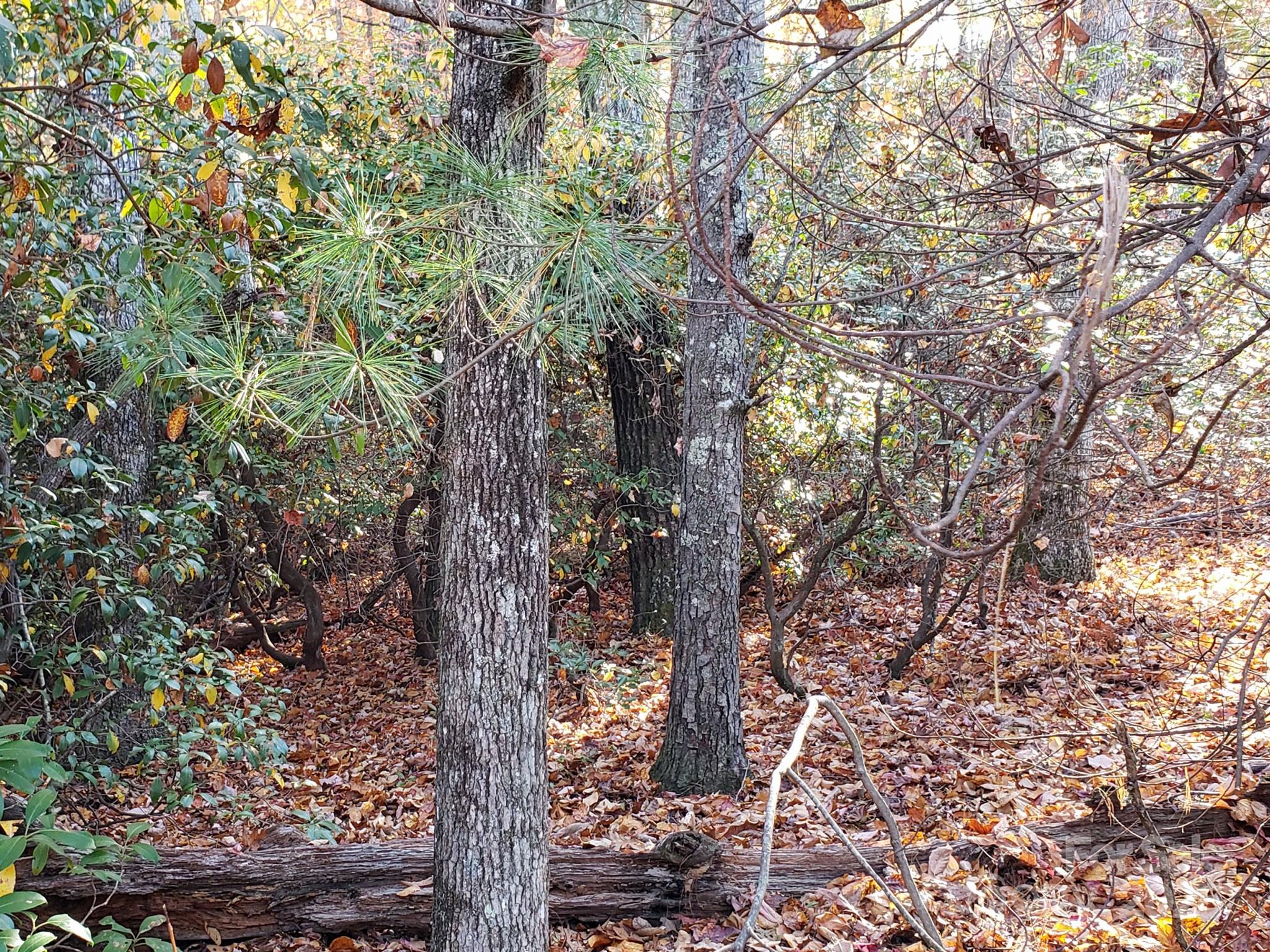 TBD Top Oaks Lane Lot 58