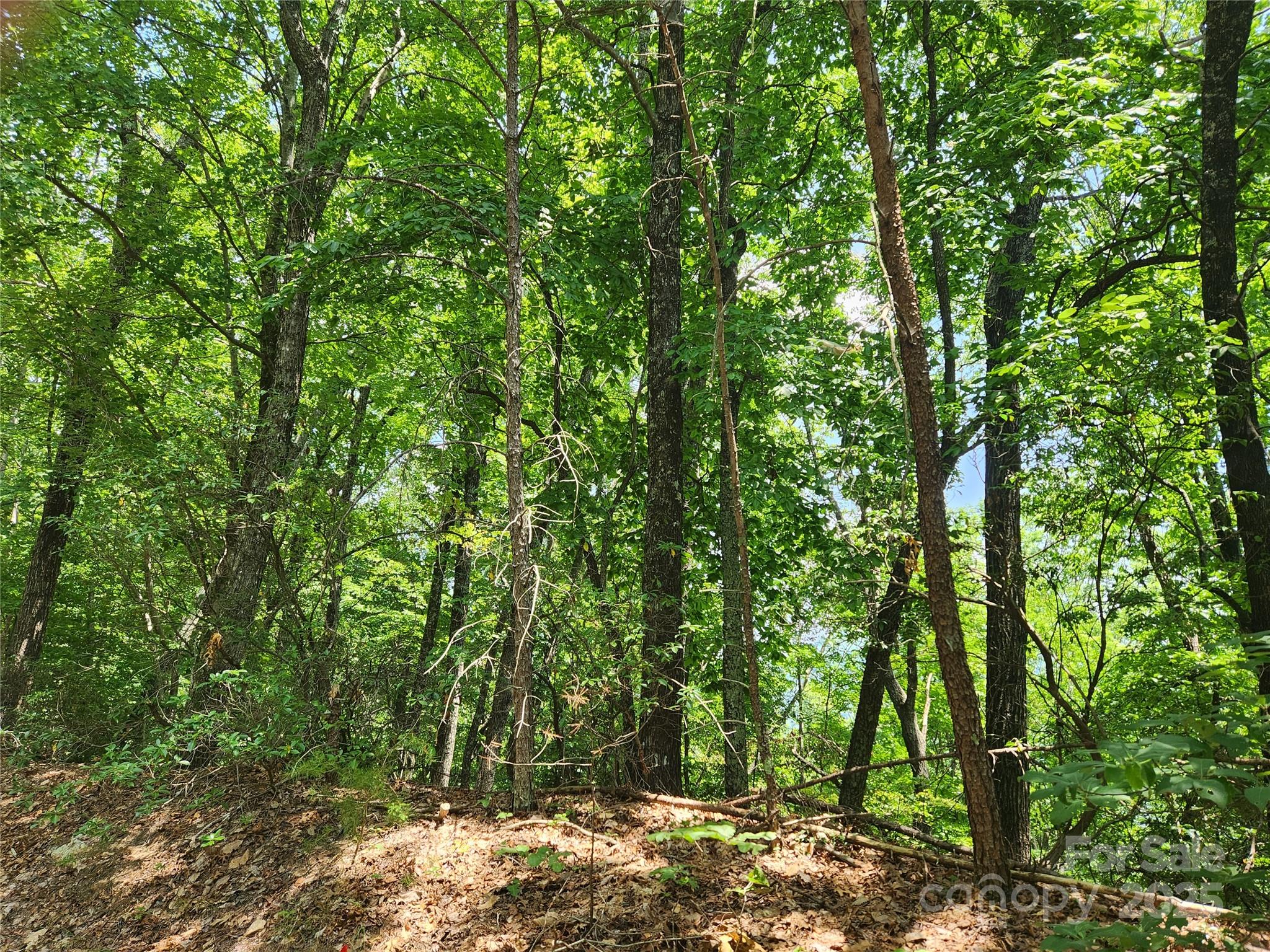Rumbling Bald on Lake Lure - Land