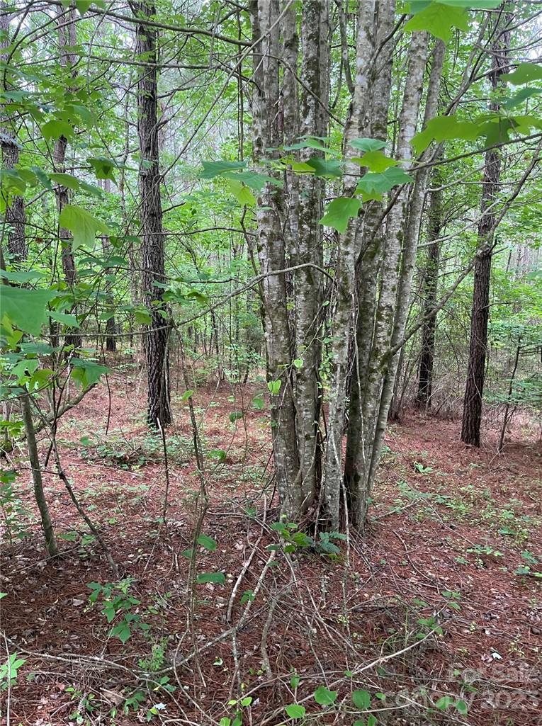 Clearwater Creek - Land