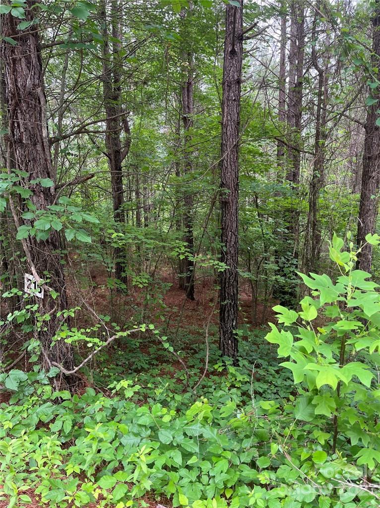 Clearwater Creek - Land
