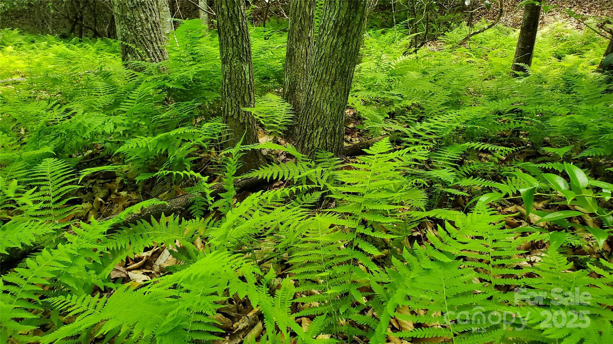 Equestrian Estates - Land