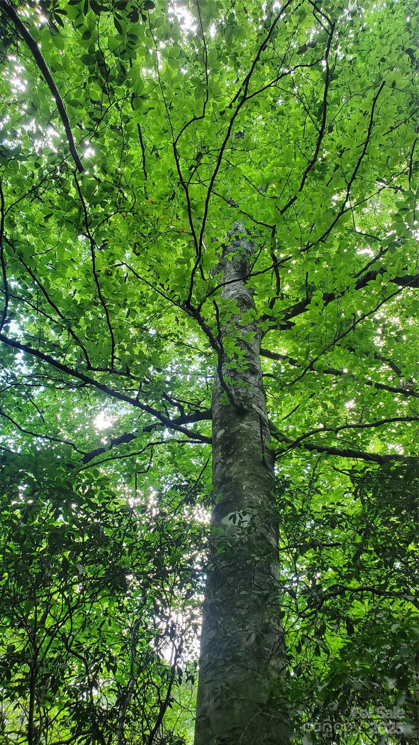 Equestrian Estates - Land