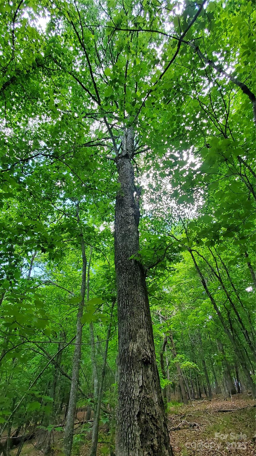 Equestrian Estates - Land