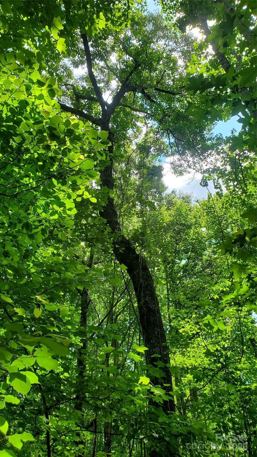 Equestrian Estates - Land