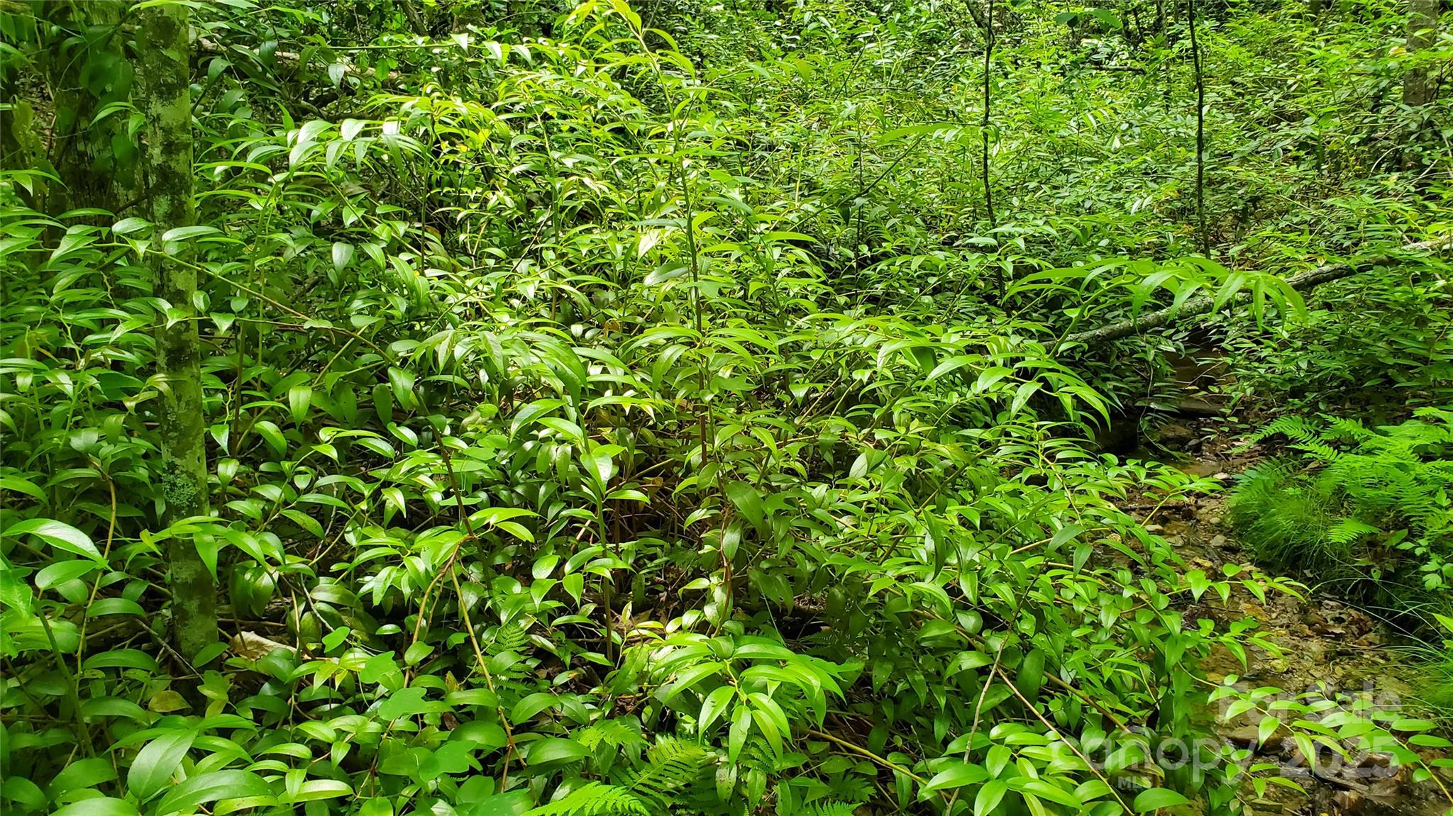 Equestrian Estates - Land