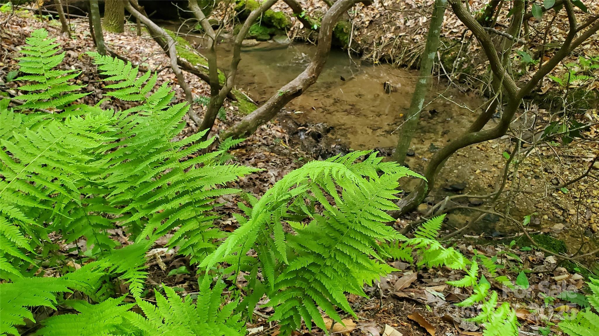 Equestrian Estates - Land