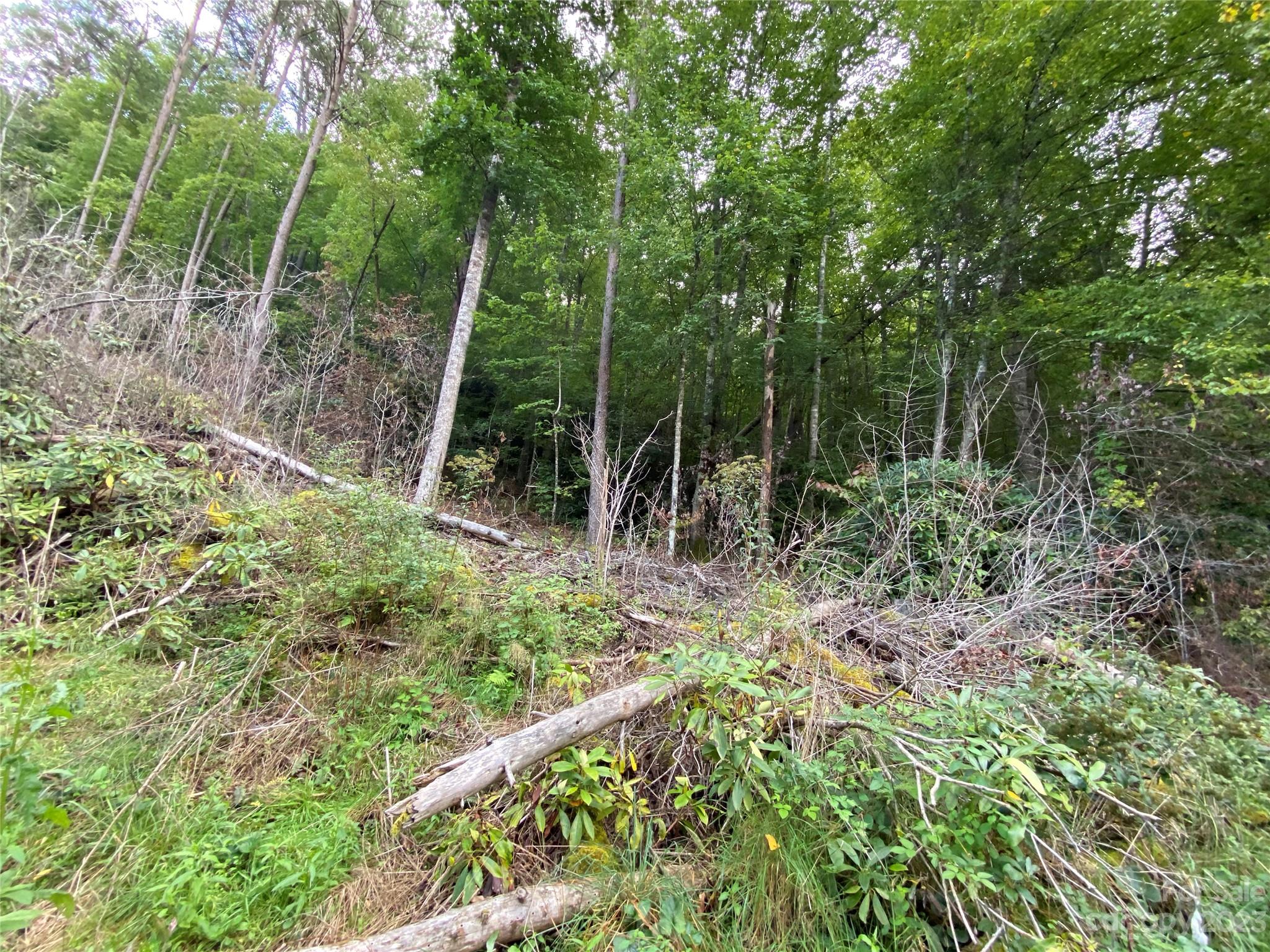 00000 Screech Owl Drive