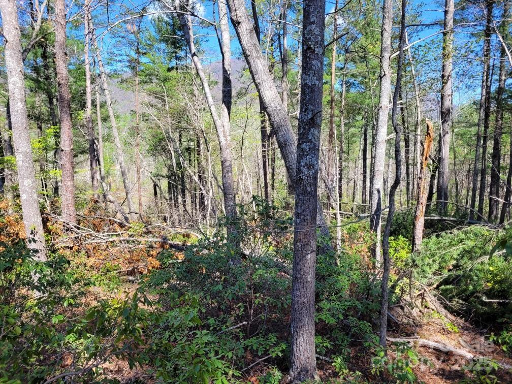 119 Fox Ridge Trail