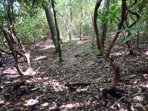 Lot 24 Red Wolf None