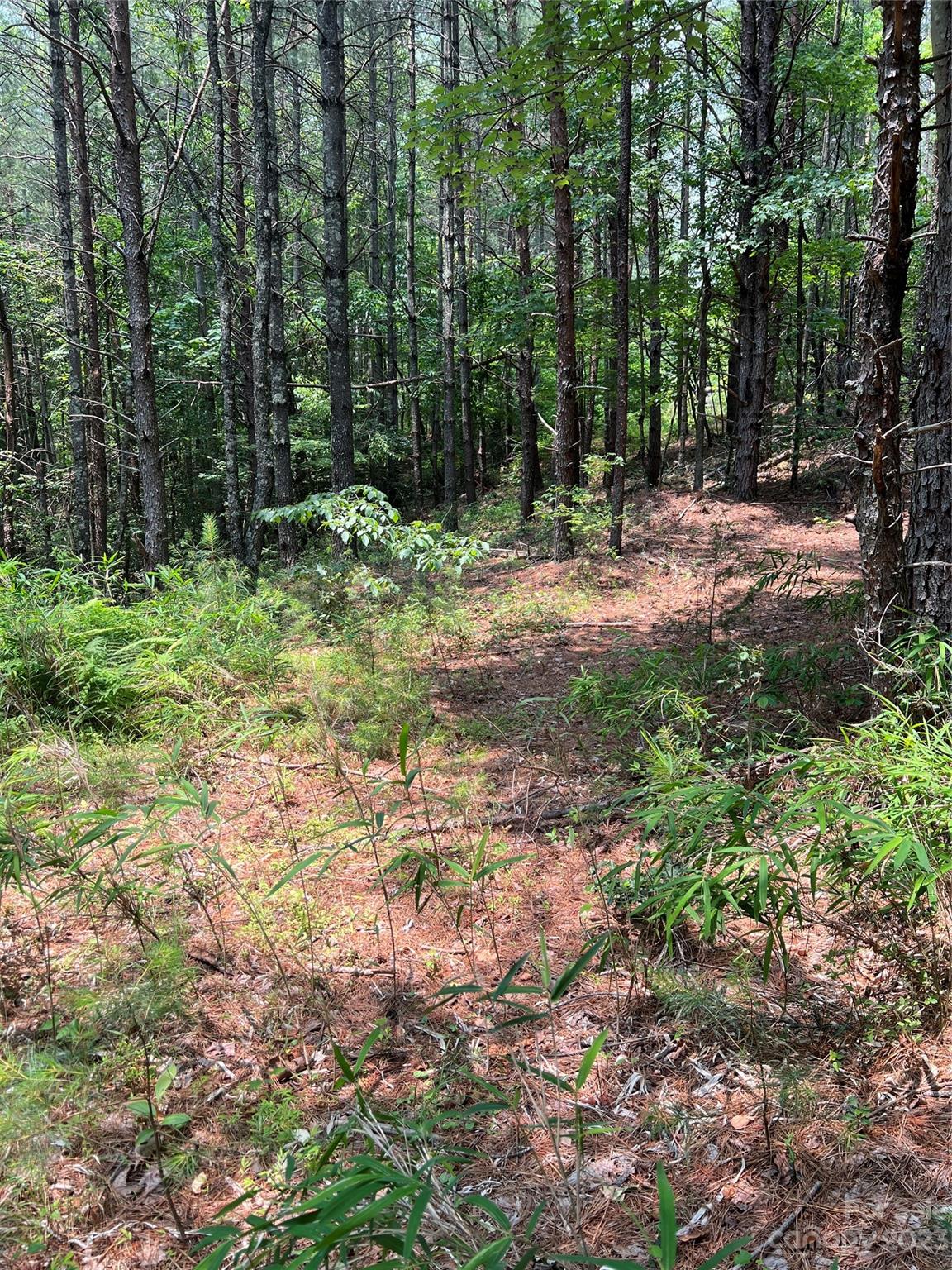 Pisgah Preserve - Land