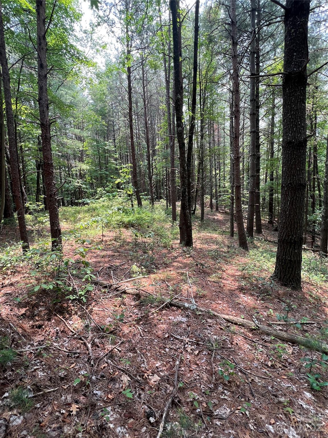 Pisgah Preserve - Land