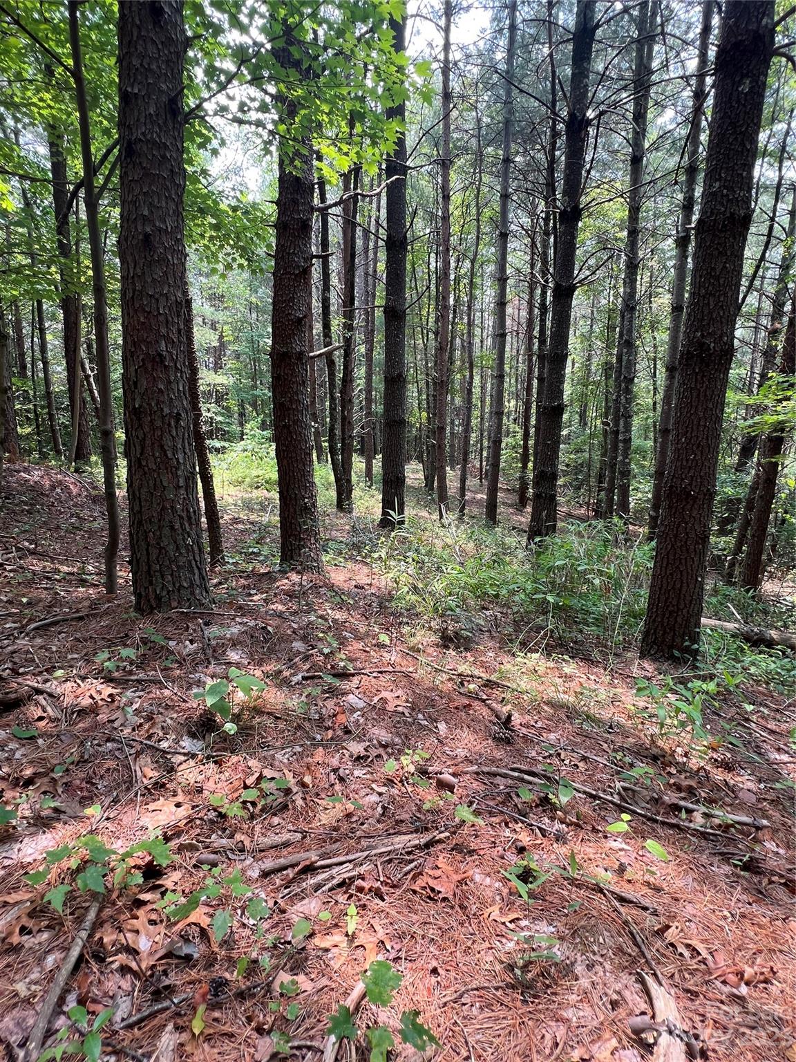 Pisgah Preserve - Land