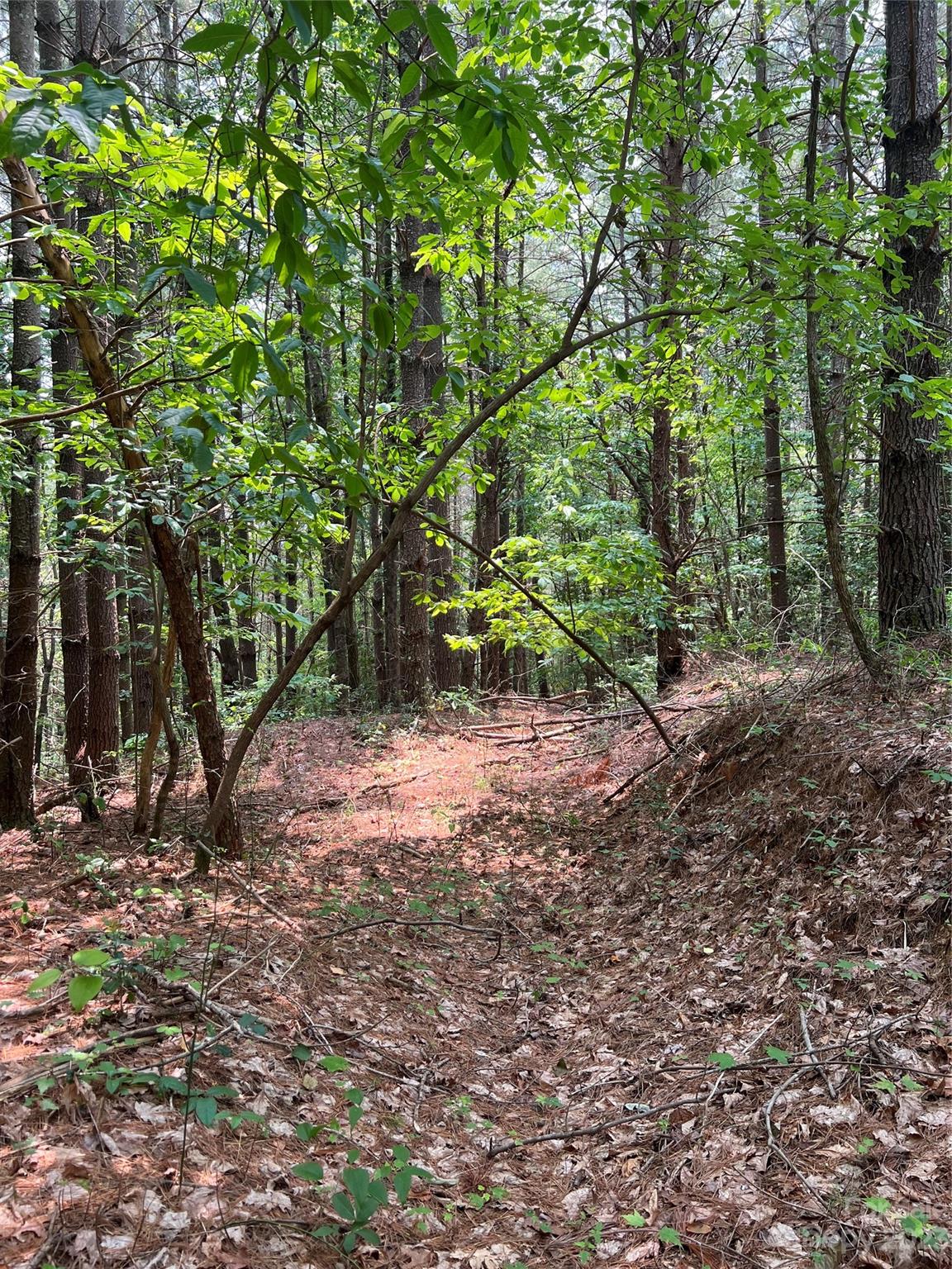 Pisgah Preserve - Land