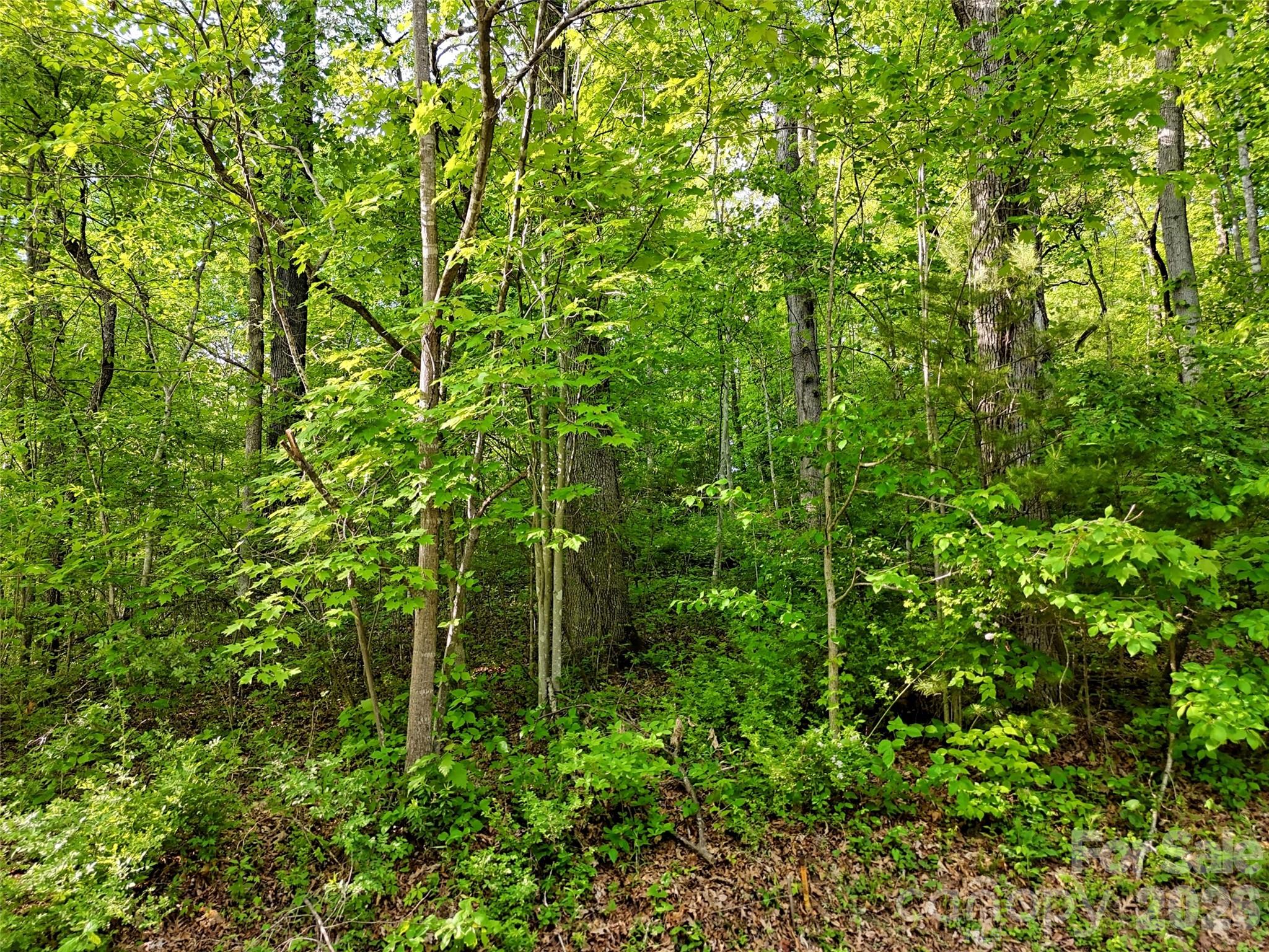 00 Junaluska Oaks Drive