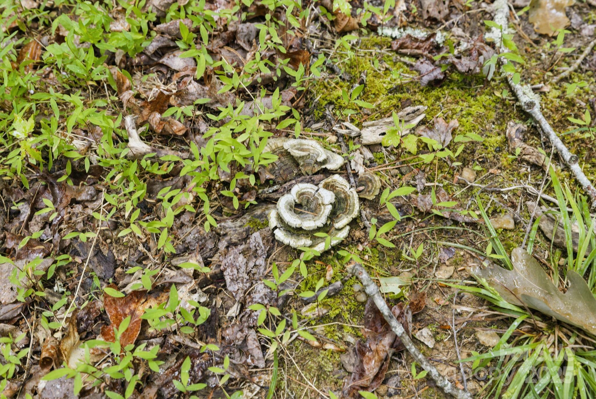 Glen Cannon Views - Land