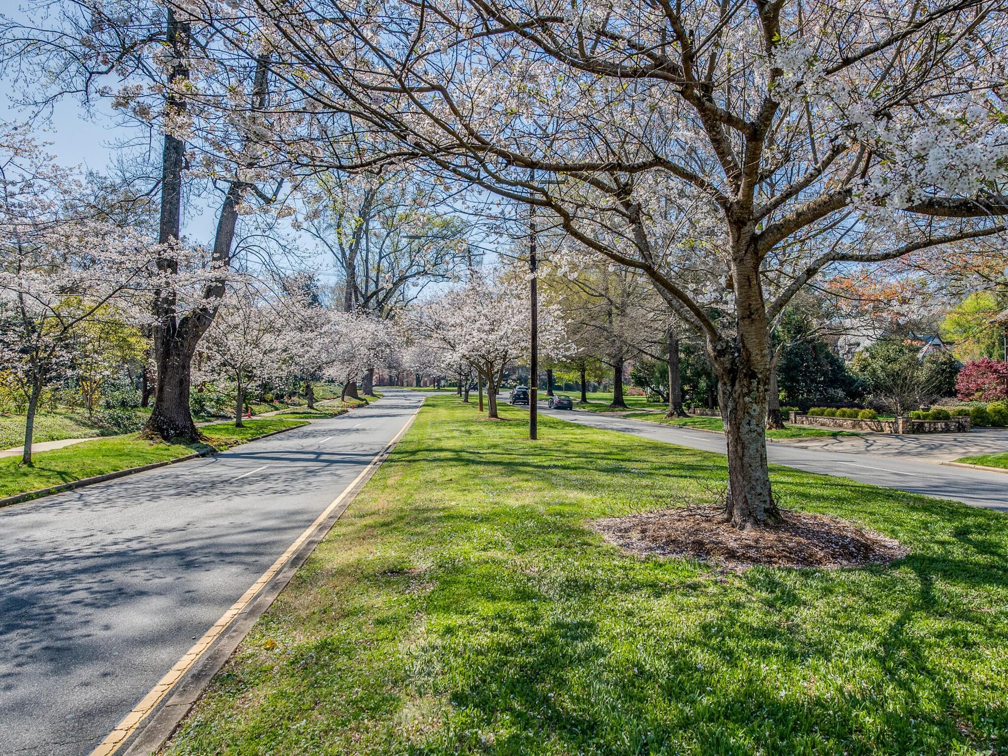 Myers Park - Residential