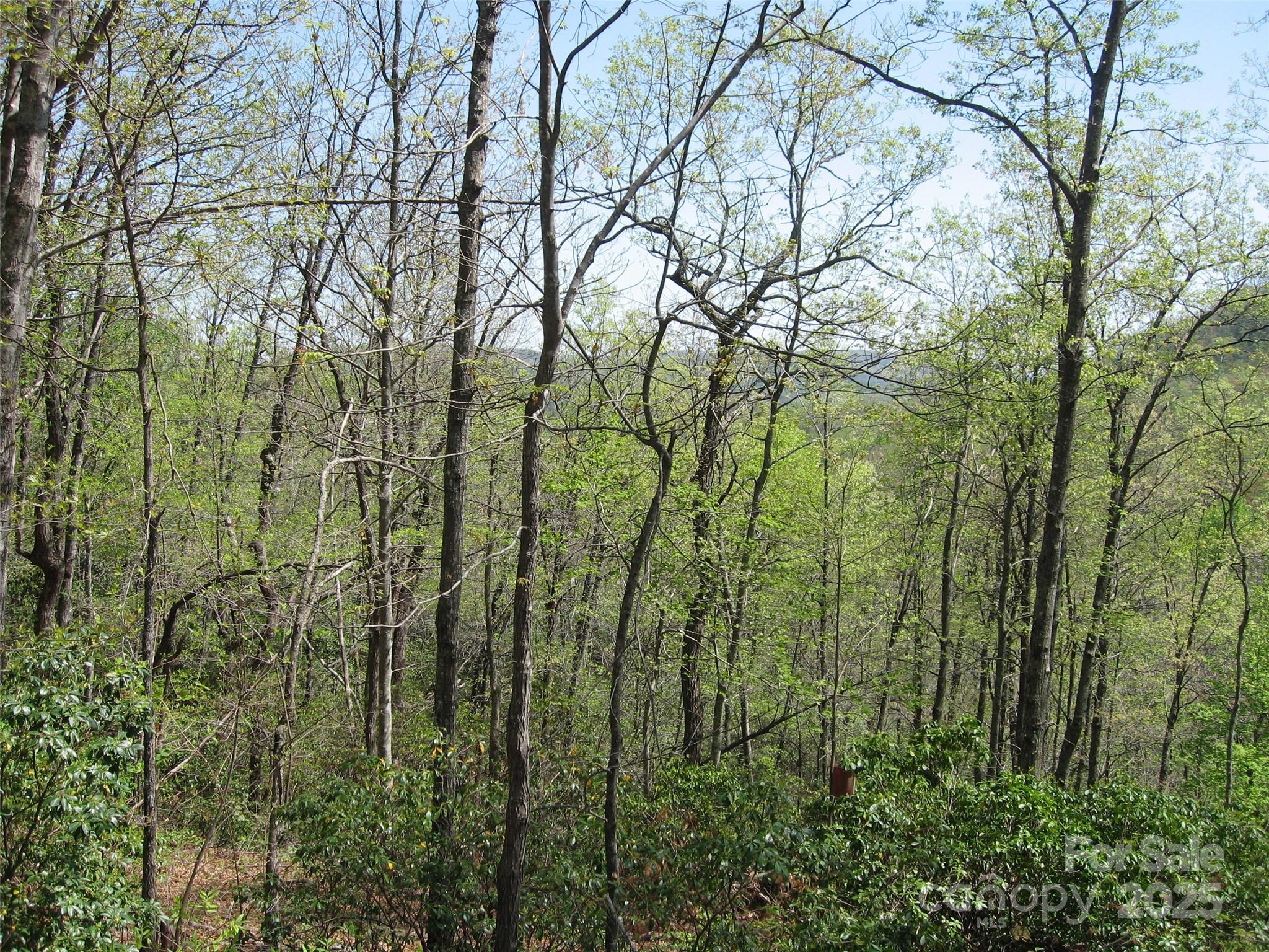 313 Line Runner Ridge Road