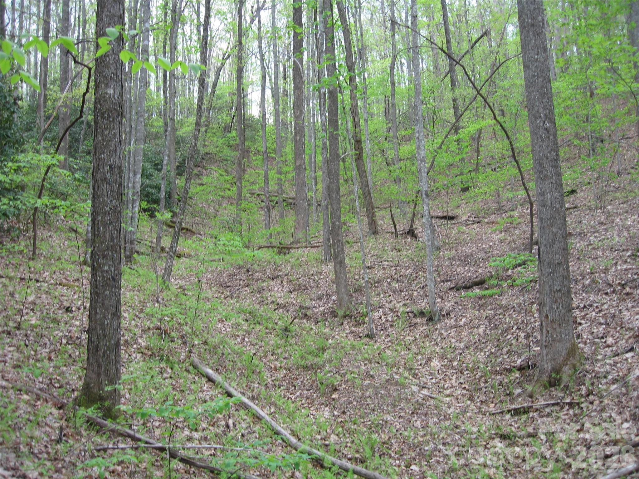 313 Line Runner Ridge Road