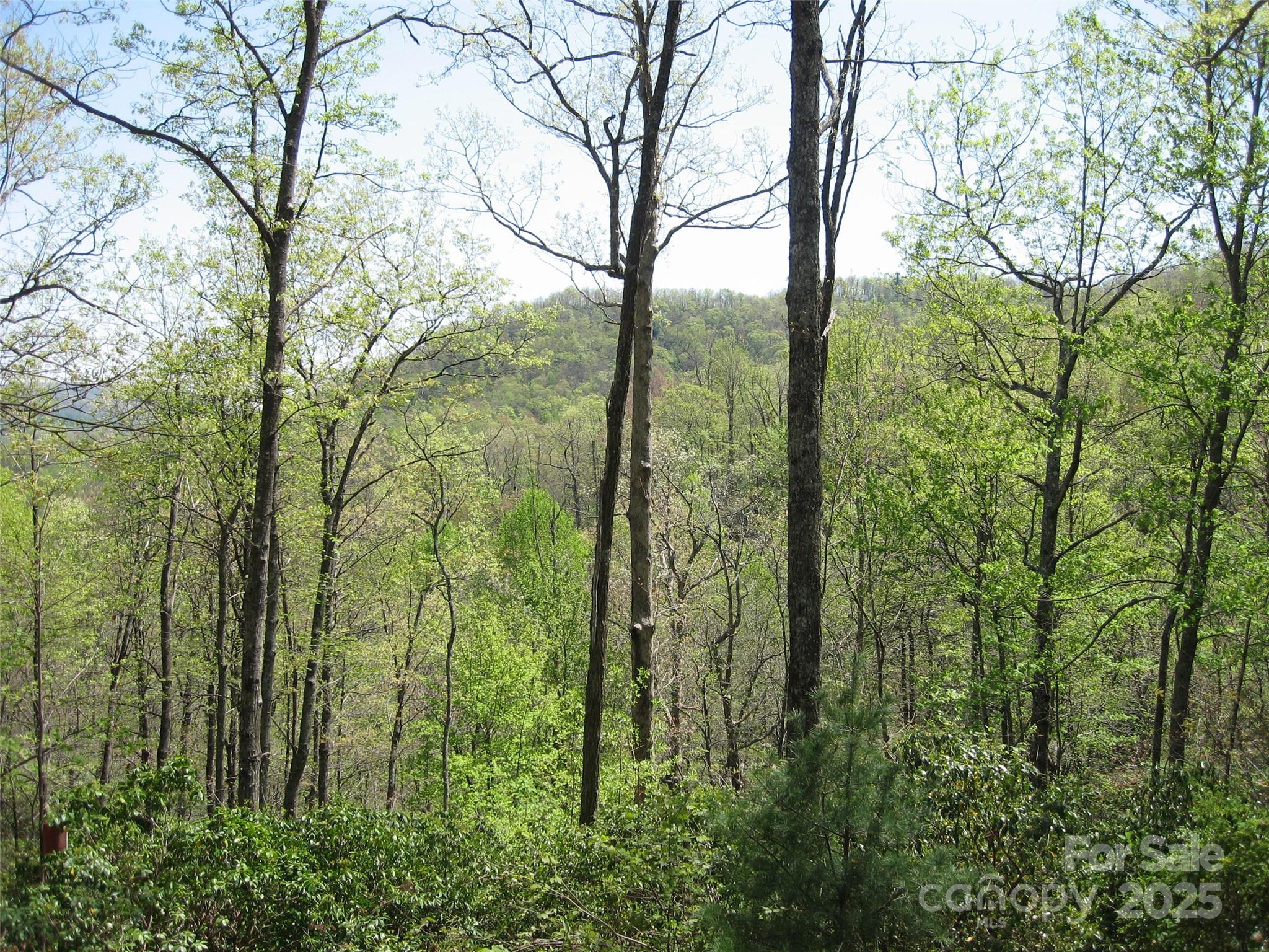 313 Line Runner Ridge Road
