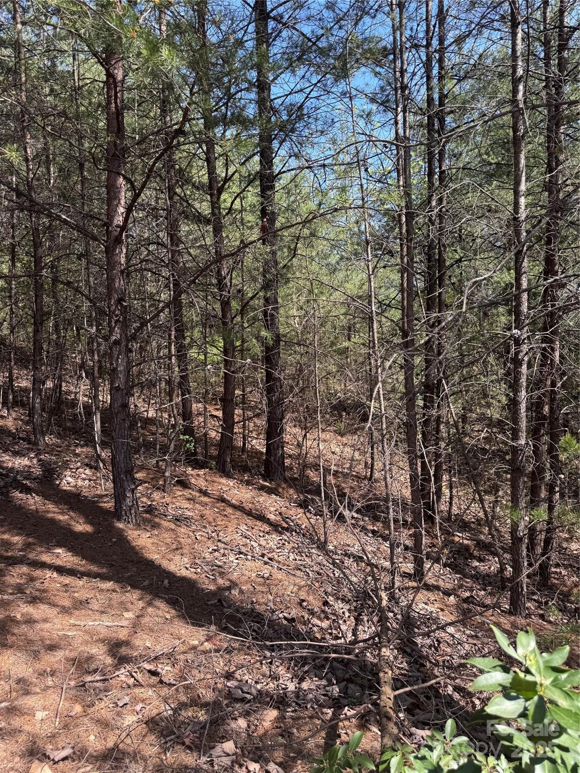 Brookside Forest - Land