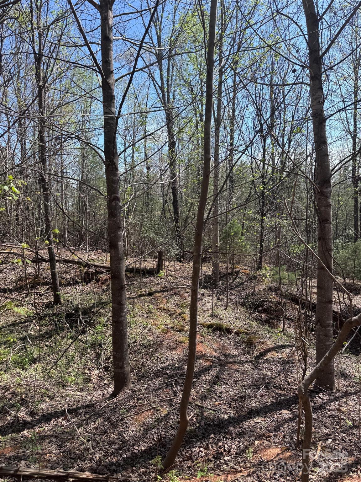 Brookside Forest - Land