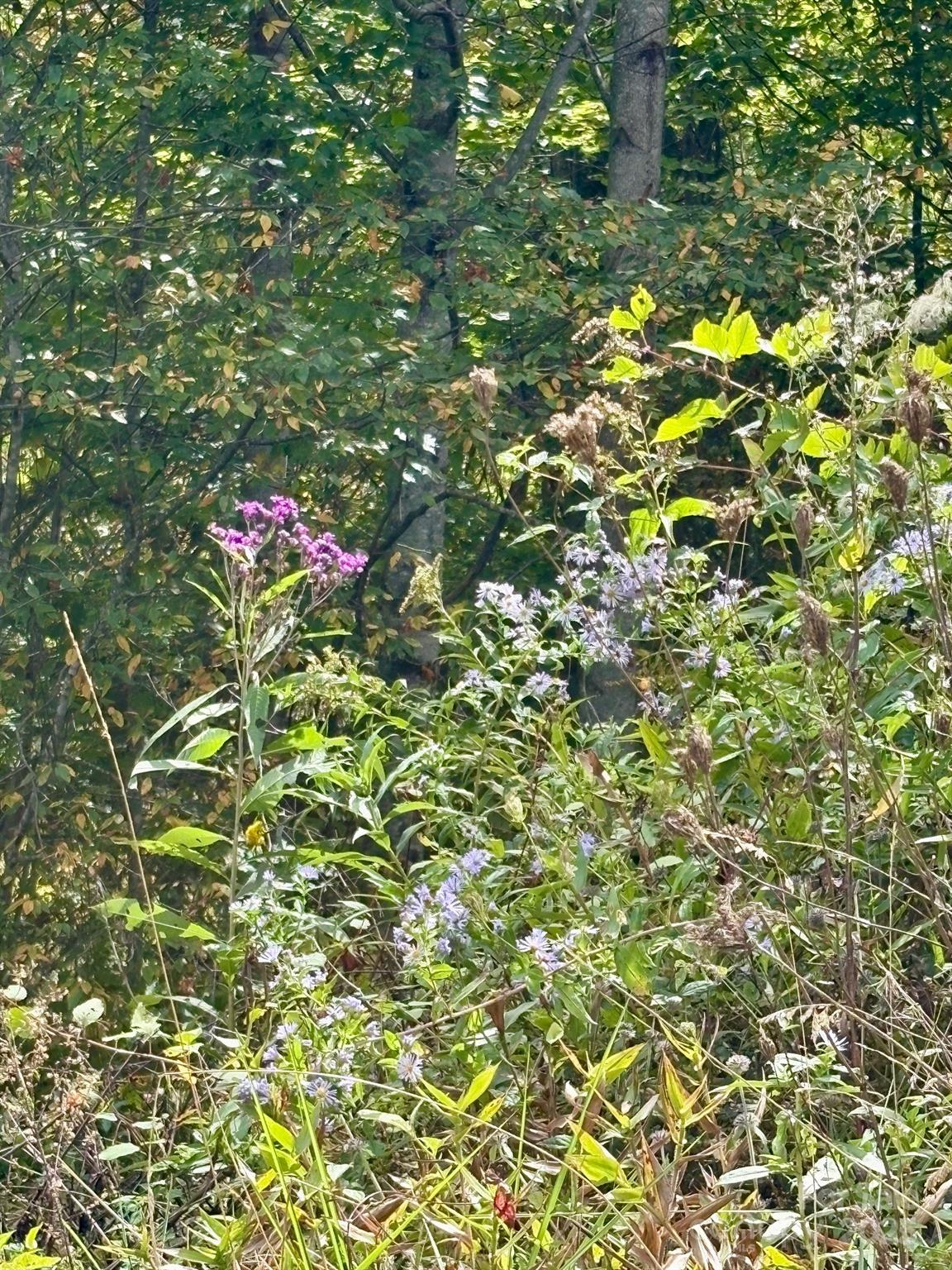 Turkey Trot Farms - Land