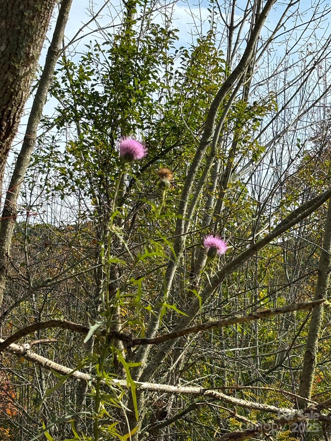 Turkey Trot Farms - Land
