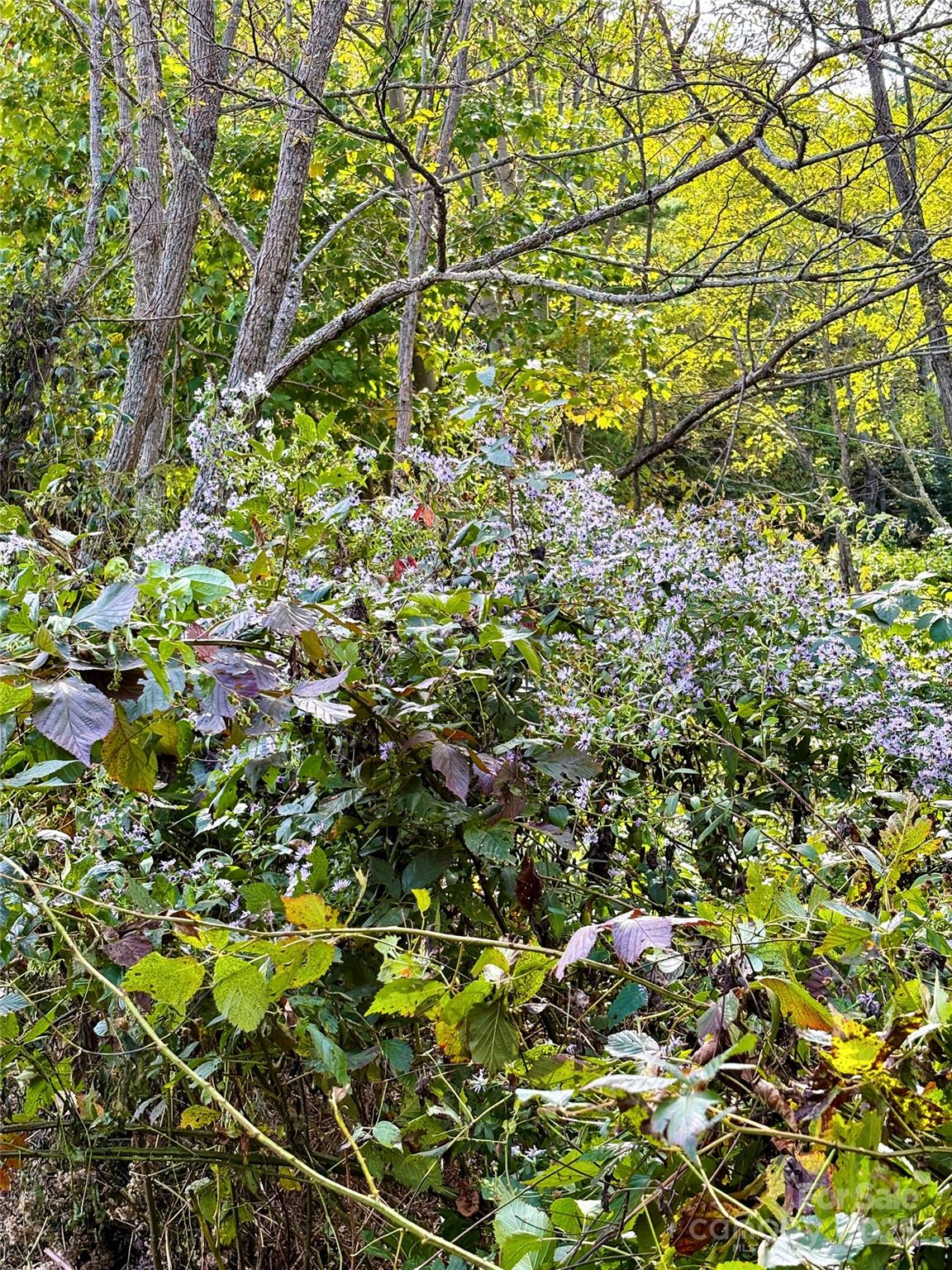 Turkey Trot Farms - Land