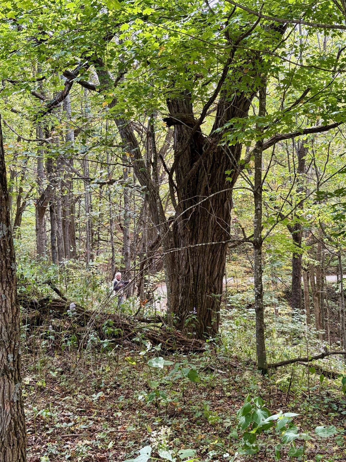 Turkey Trot Farms - Land