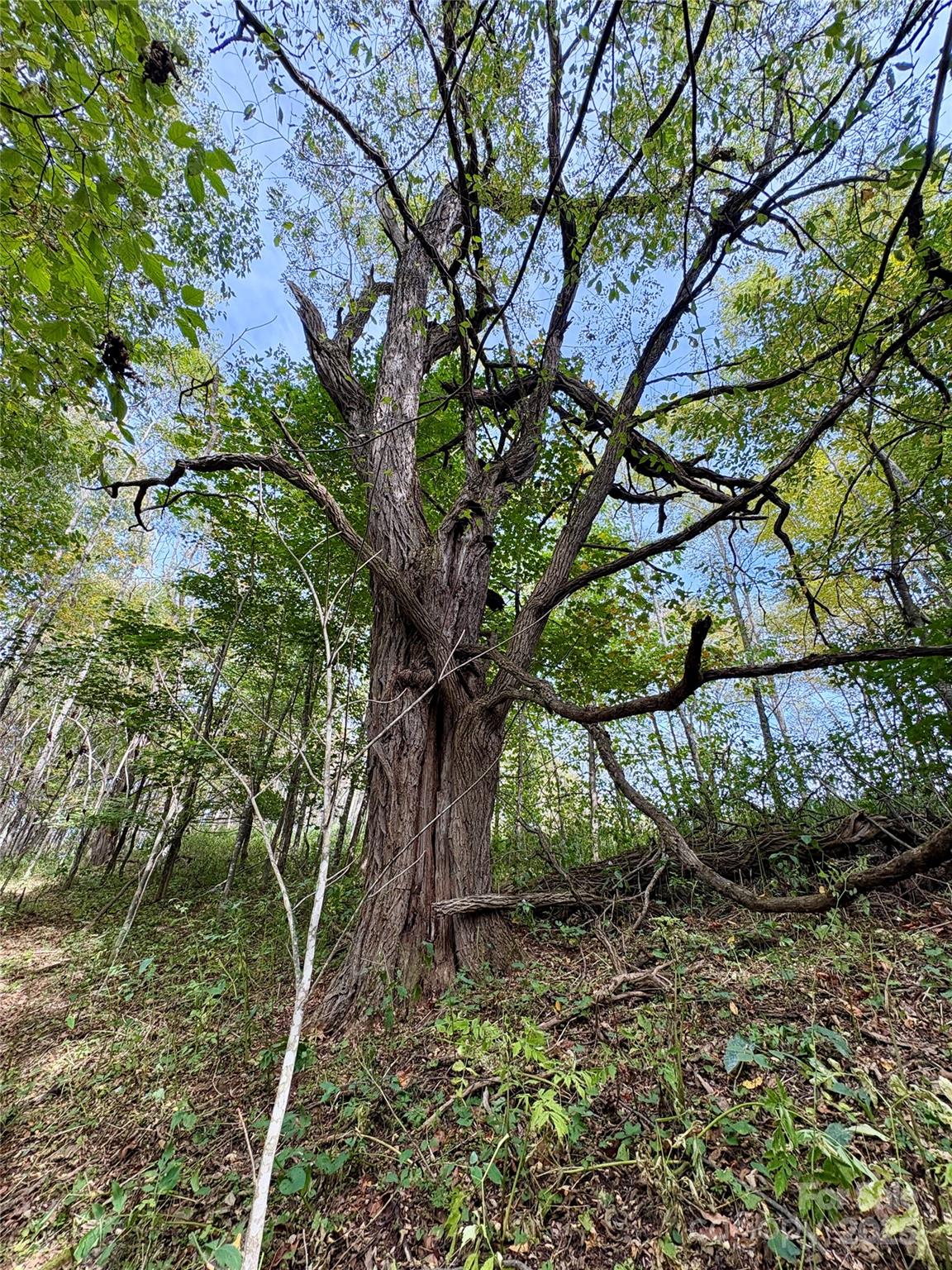 Turkey Trot Farms - Land