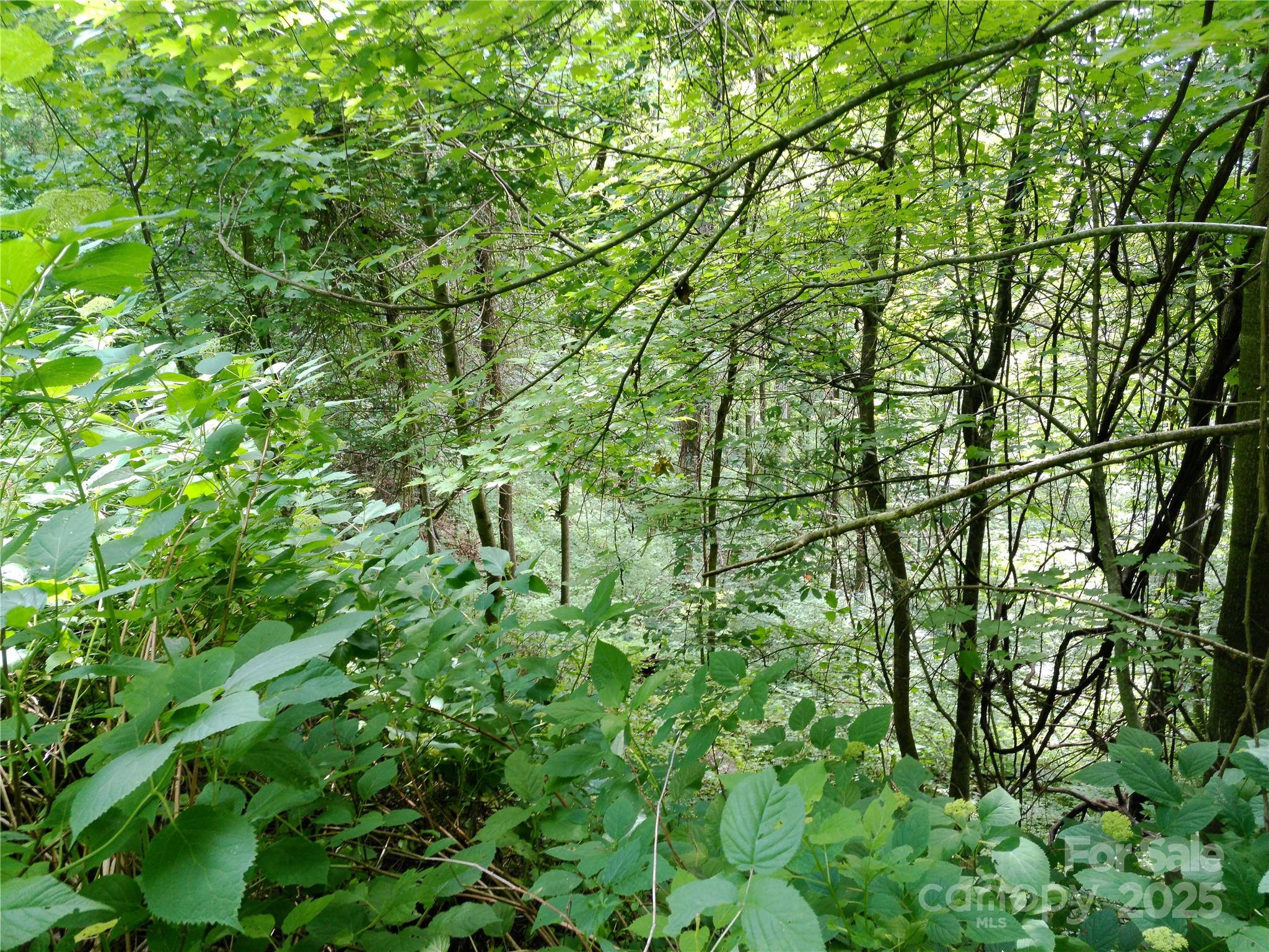 Roaming Elk Hills - Land