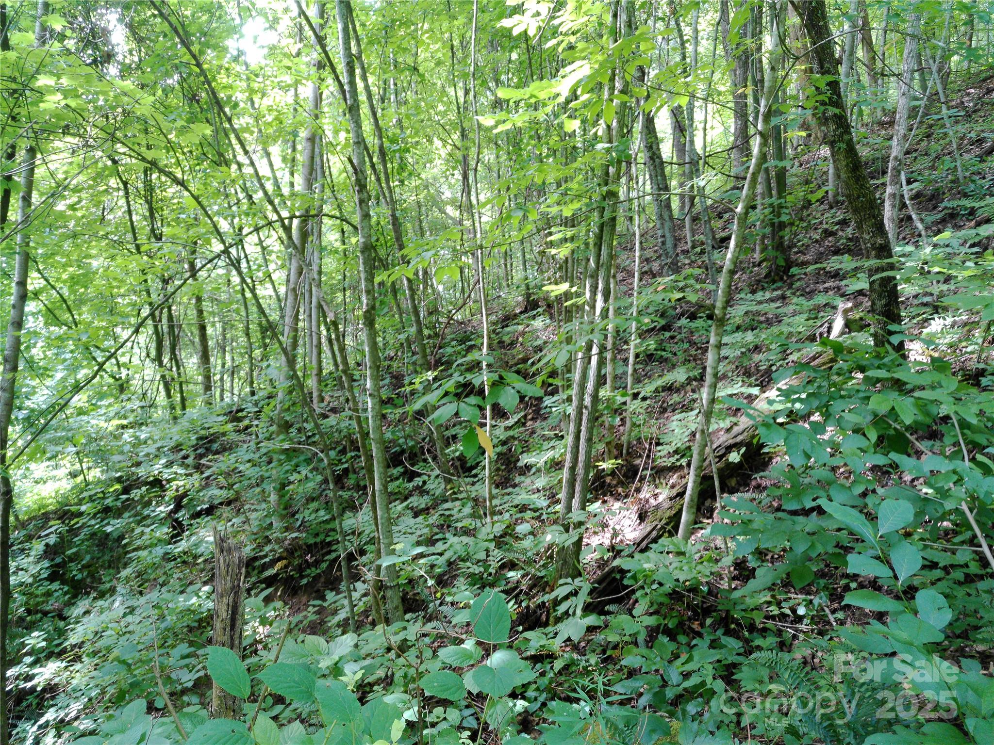 Roaming Elk Hills - Land