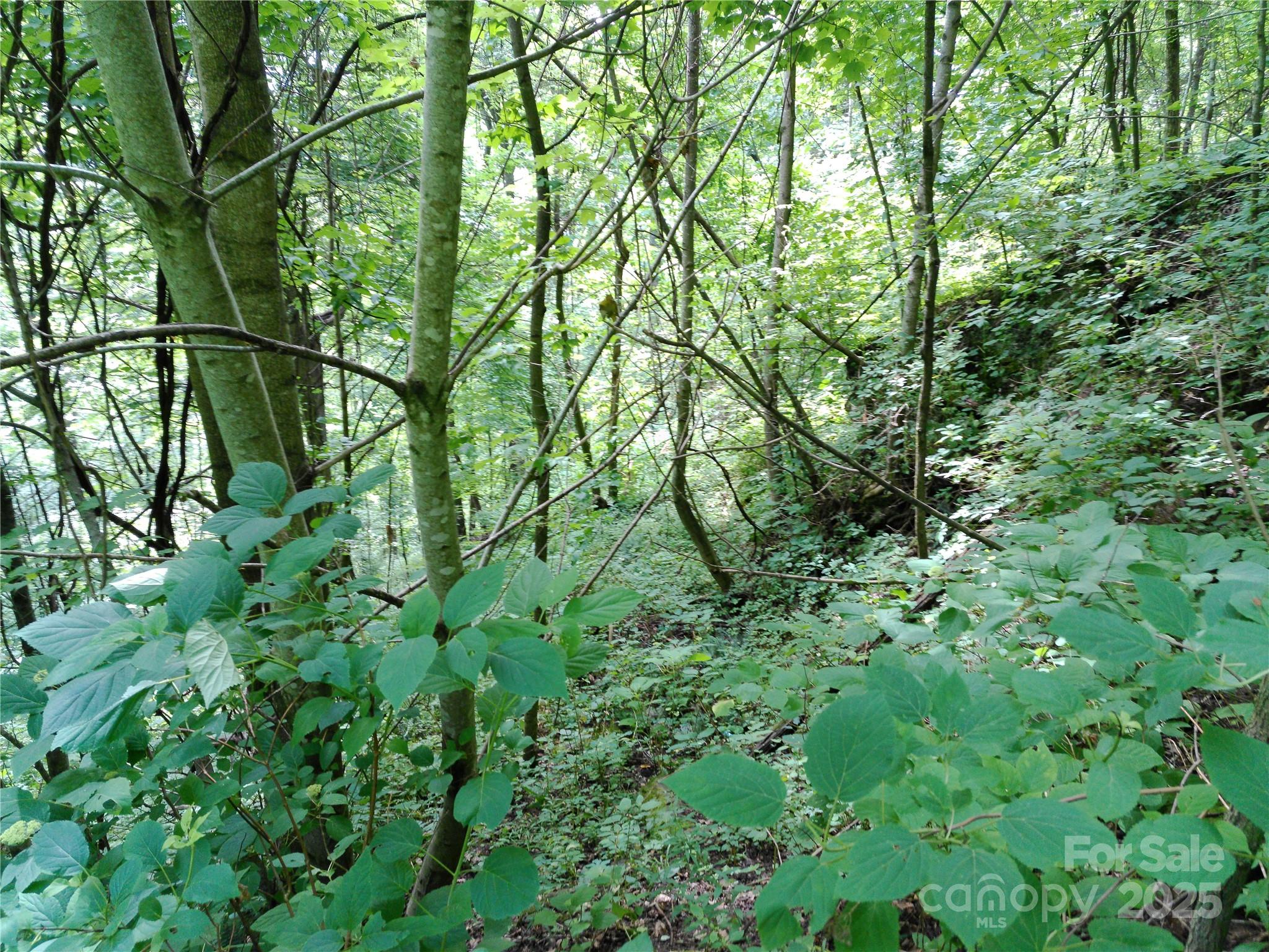 Roaming Elk Hills - Land