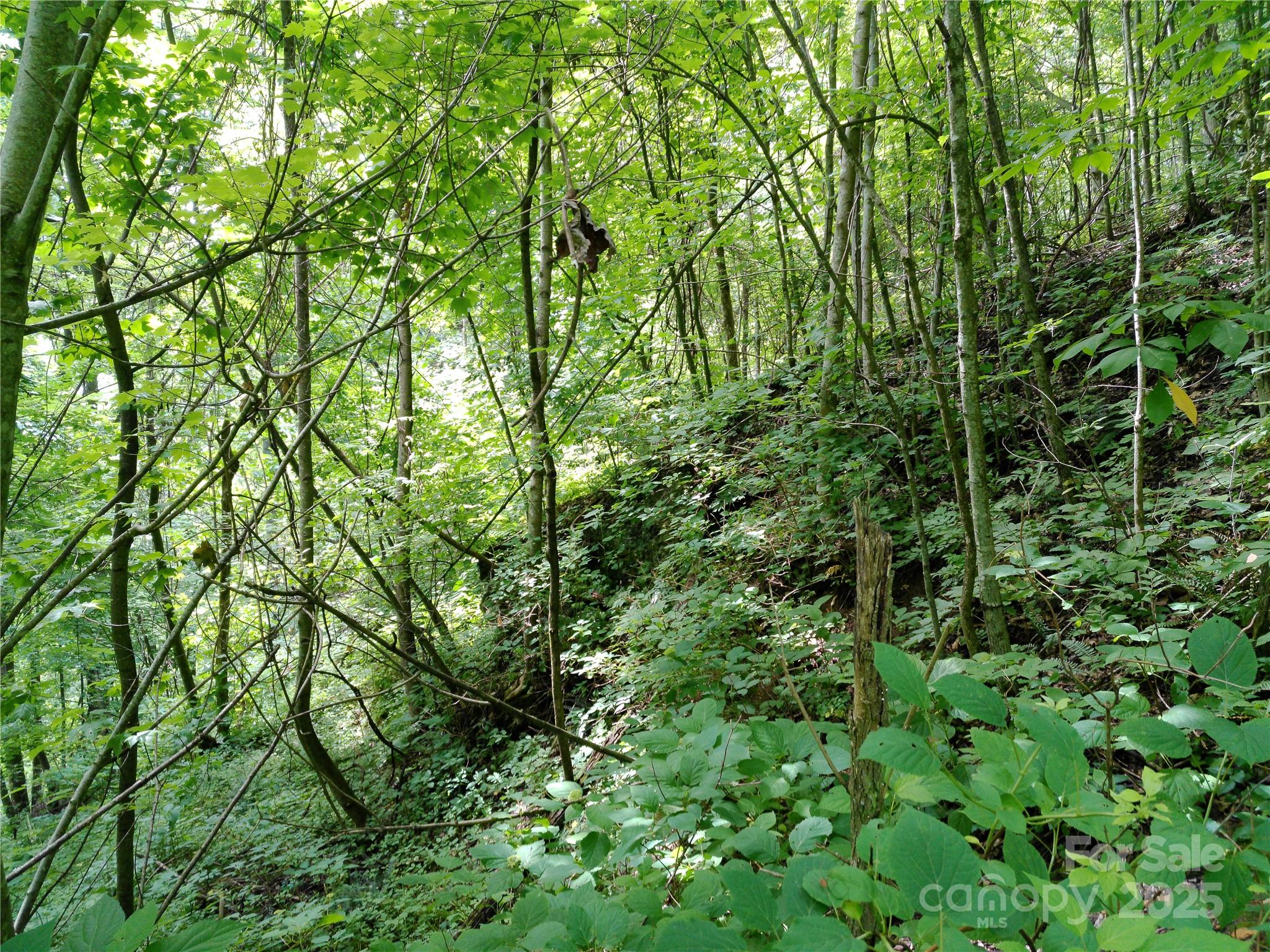 Roaming Elk Hills - Land