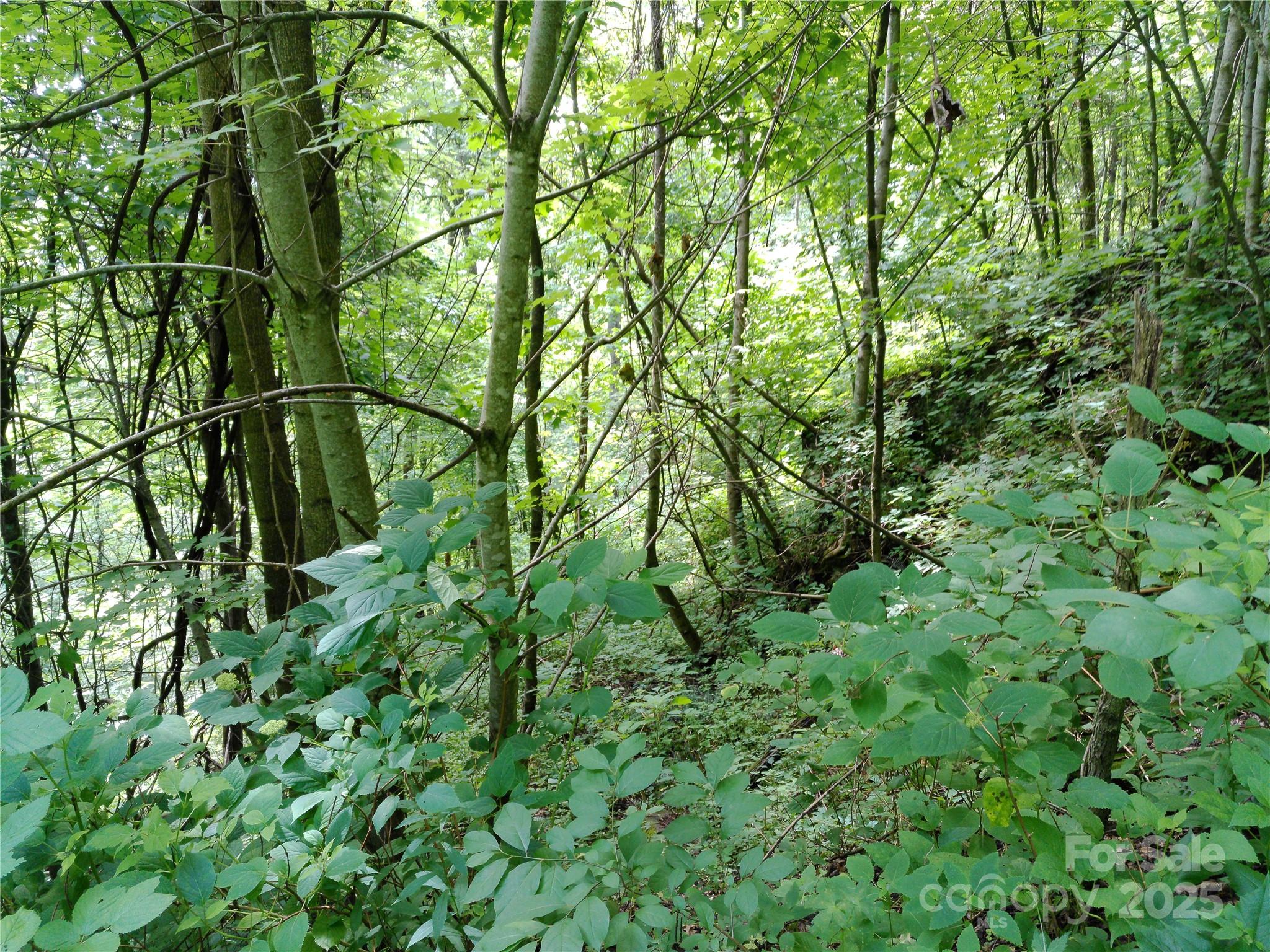 Roaming Elk Hills - Land