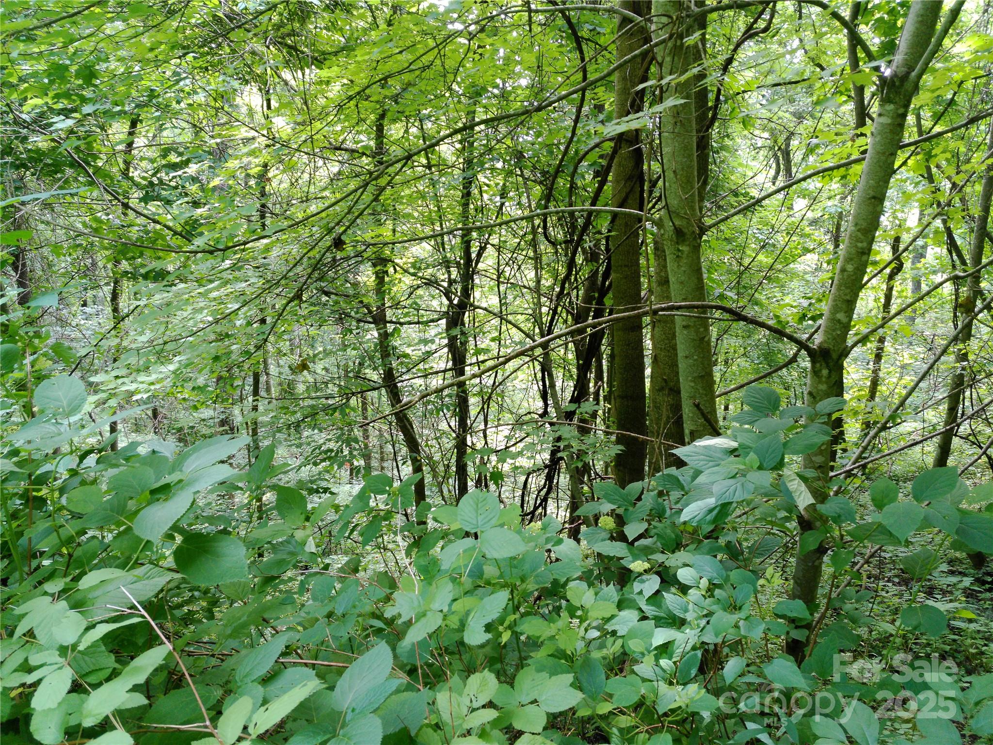 Roaming Elk Hills - Land