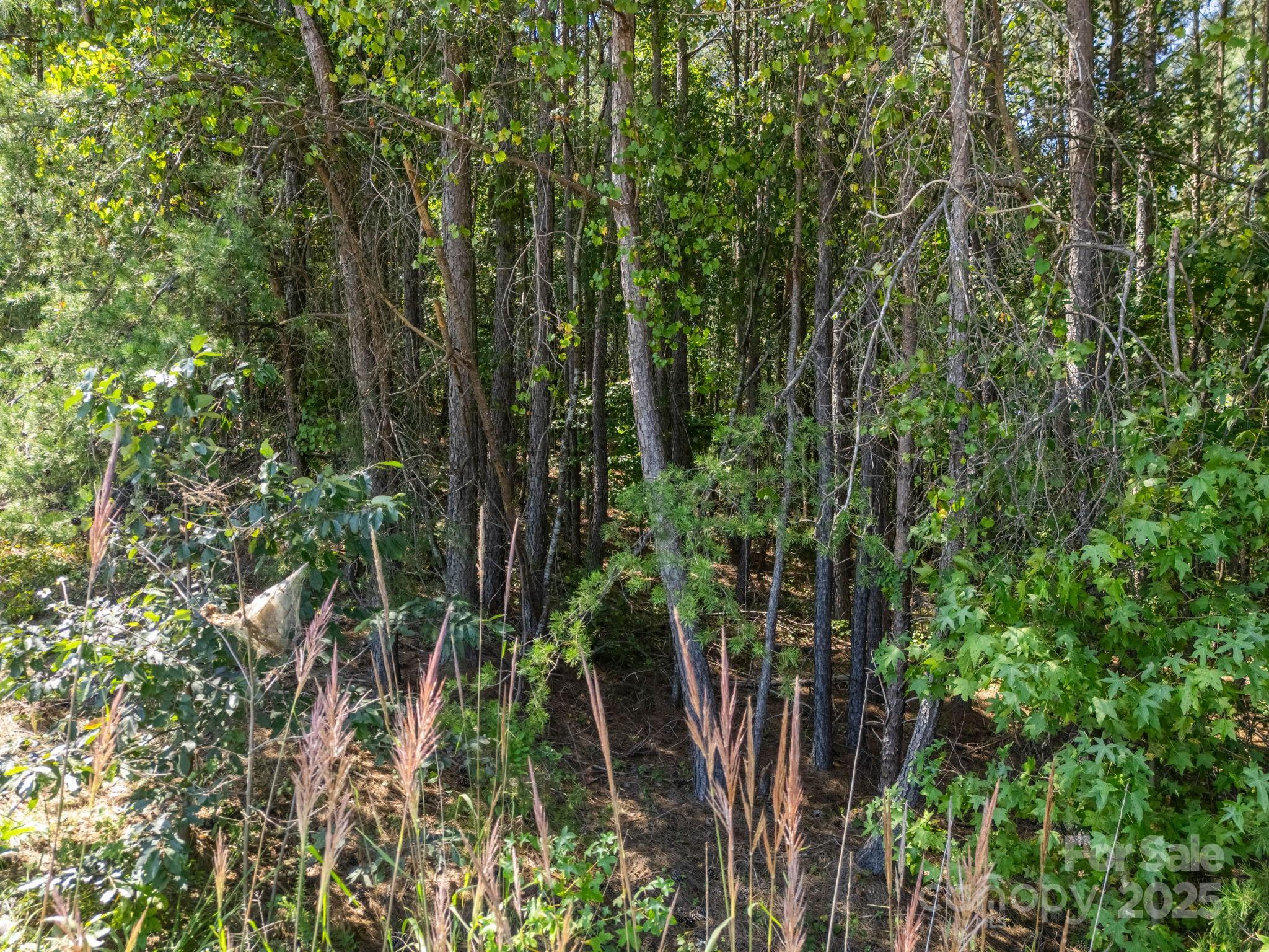 Moore Mountain Farms - Land