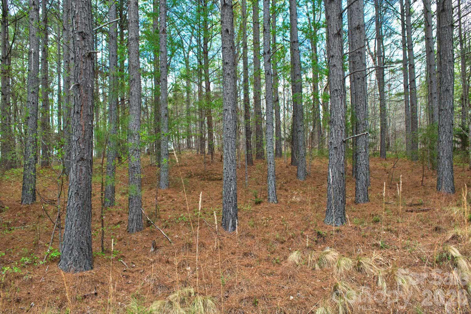 Clearwater Creek - Land