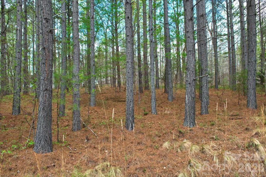 This 1.48 acre lot offers an excellent place to build, and features what might be an old road bed. Well-priced. Covered with mostly Carolina pines, this parcel sits above the road. An easy-to-build-on lot, the slope gets more gentle as one ventures deeper into the land. A gully sits on the west edge, creating a natural boundary to the next property on the northwest.

On either side, the residential lots have been built on, giving you clear choices about where you might want to place your new home. The property would easily support either a one-level or walk-out basement foundation.

Lot 14 is located near the south gate of the community, providing easy access to town, highways, schools, etc.

Being located in the foothills offers easy, practical living - this land is about a five minute drive into town. Clearwater Creek is quiet, yet only three miles north of the county seat of Rutherfordton, and with low dues, the gated community offers security and peace of mind.