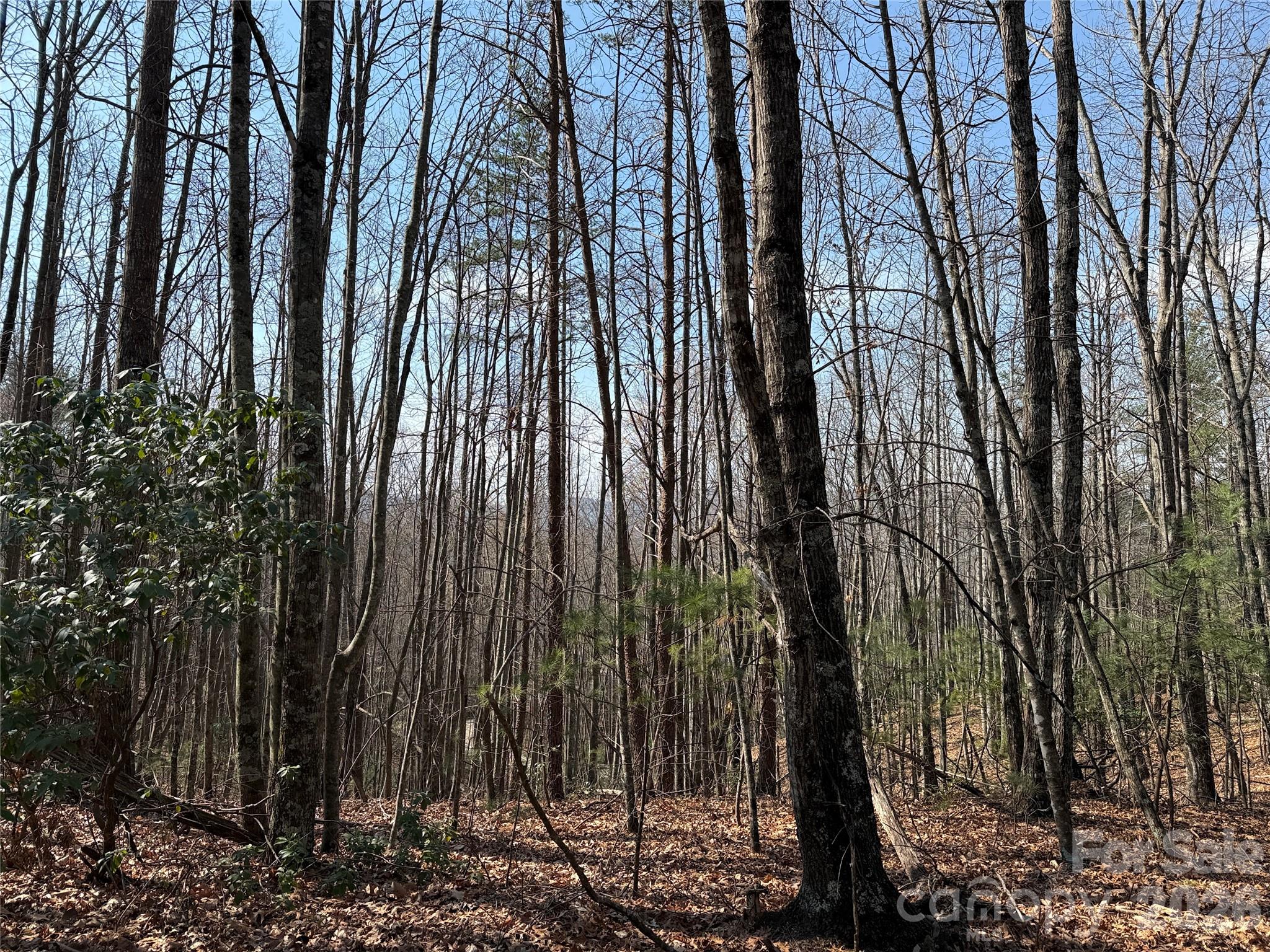 Buck Mountain - Land